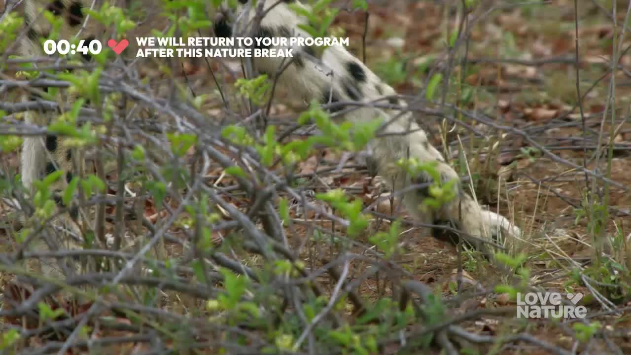 A spotted hyena moves through dense brush, its patterned coat dappled by shadows. The creature's hindquarters disappear into the undergrowth as it continues its journey.