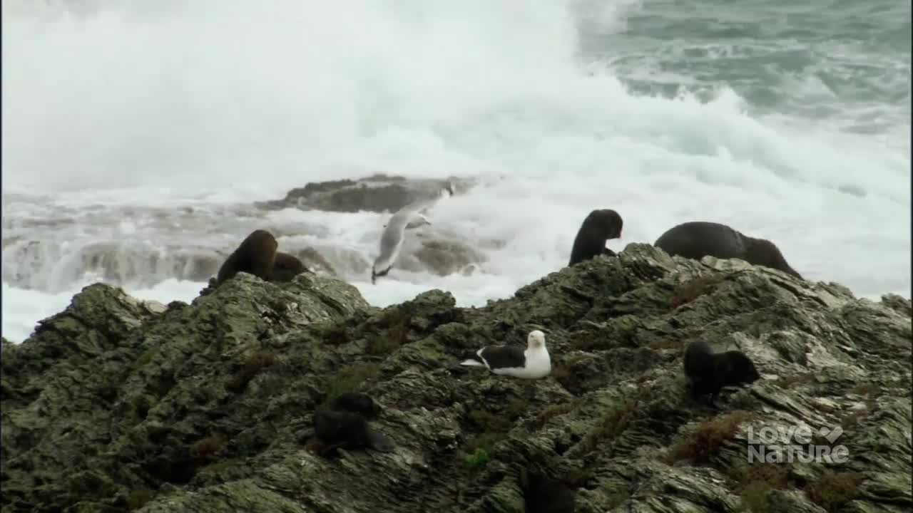 Seals rest on the rugged, wave-battered rocks of the Canadian coast. A seagull takes flight over the churning surf.