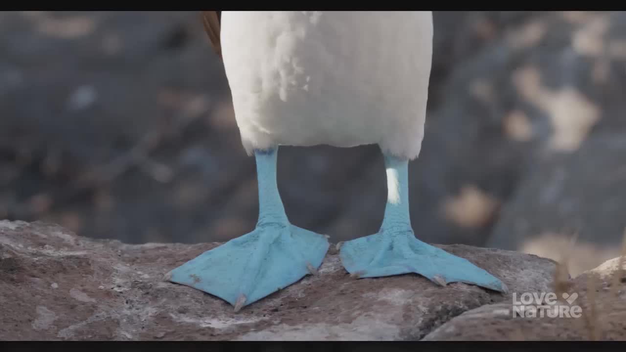 The bright blue feet of a bird stand firm on the rocky ground. Its white body is a stark contrast to the natural, rugged landscape.