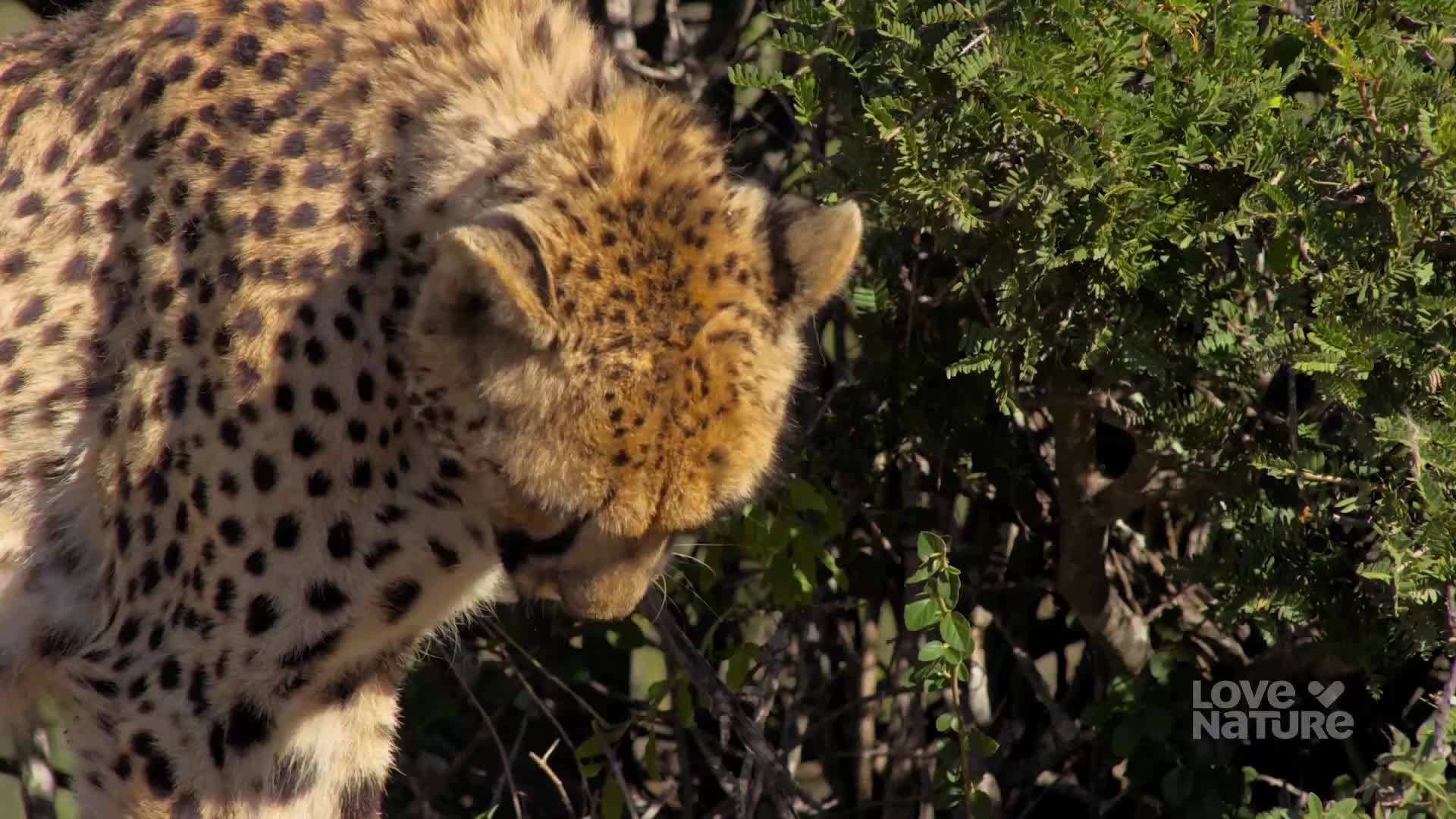 A cheetah lowers its head, sniffing the dense green foliage. Its spotted coat is dappled with sunlight filtering through the leaves.
