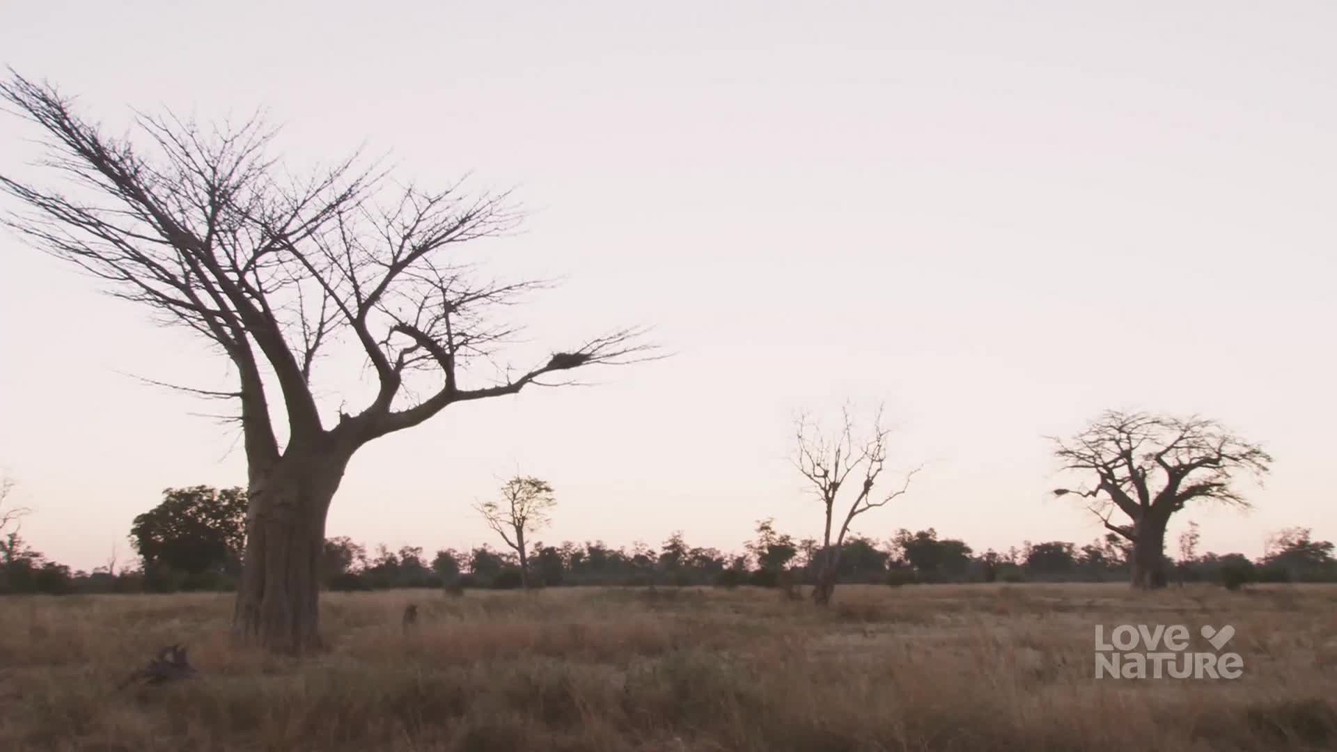 The sun hangs low, casting a pale light over the dry, golden grass. Leafless trees, stark against the soft sky, stand sentinel in the quiet landscape.