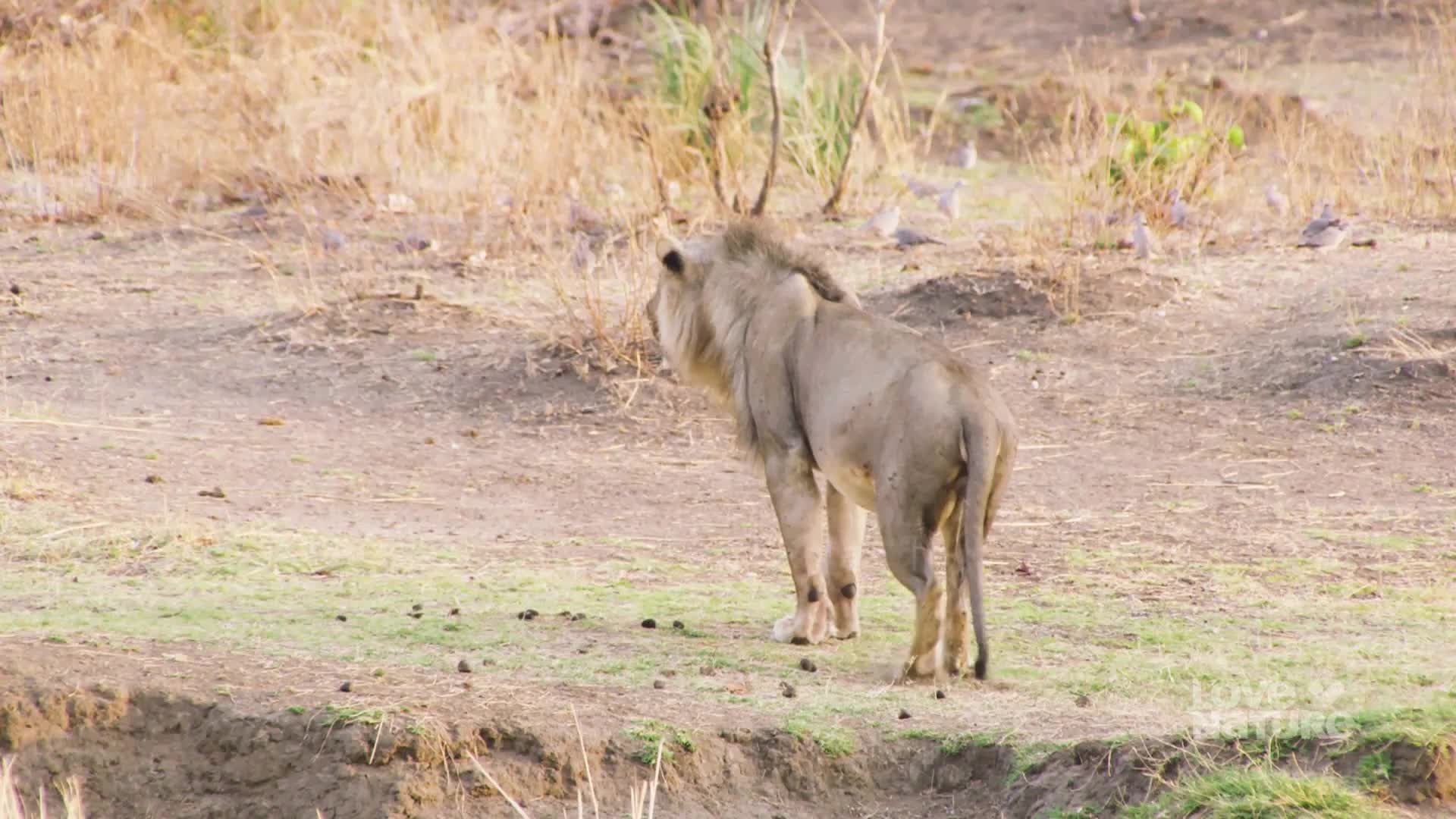 A lion stands on the grassy bank, its tawny coat blending with the dry landscape. A flock of small birds scatters in the background.