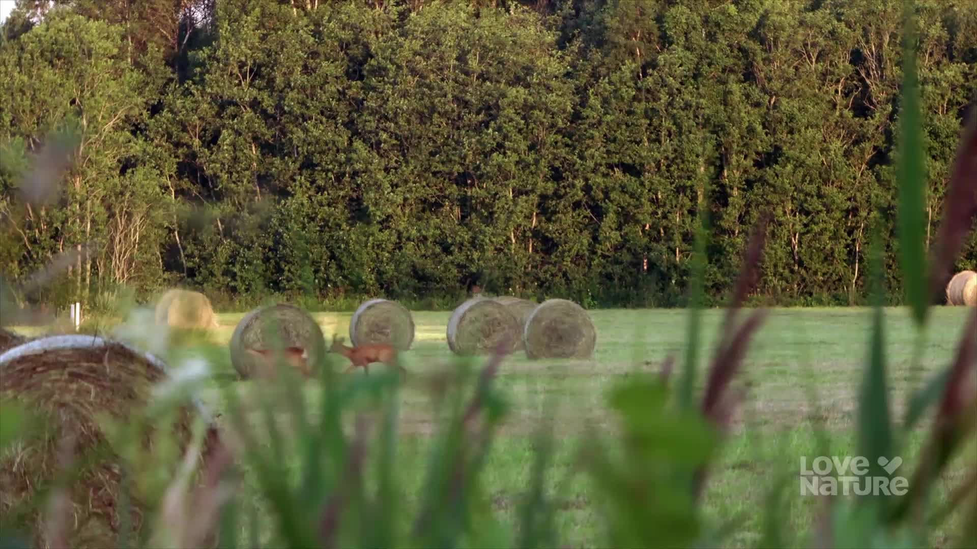 A deer steps out from behind a round bale in a field. It pauses, then continues grazing near the edge of the woods.
