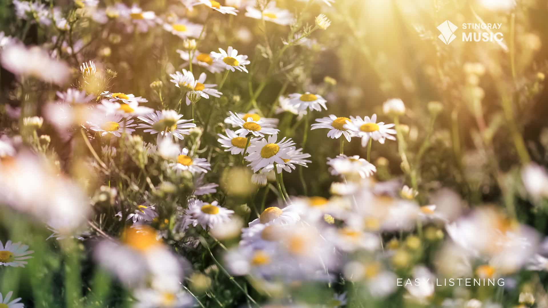 Daisies with white petals and yellow centers bask in the sunlight. The scene, reminiscent of a Stingray Easy Listening broadcast from Canada, is soft and inviting.
