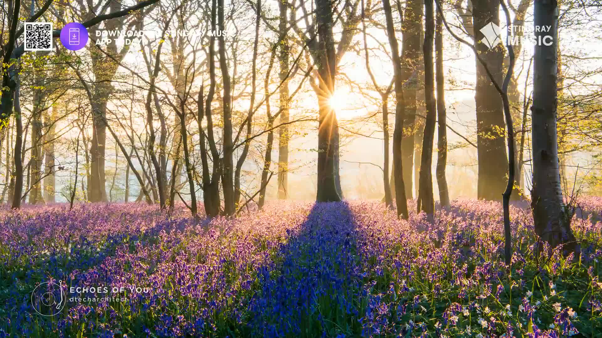 Sunlight streams through the trees, illuminating a field of blue and purple flowers. The long shadows of the trunks stretch across the blossoms.
