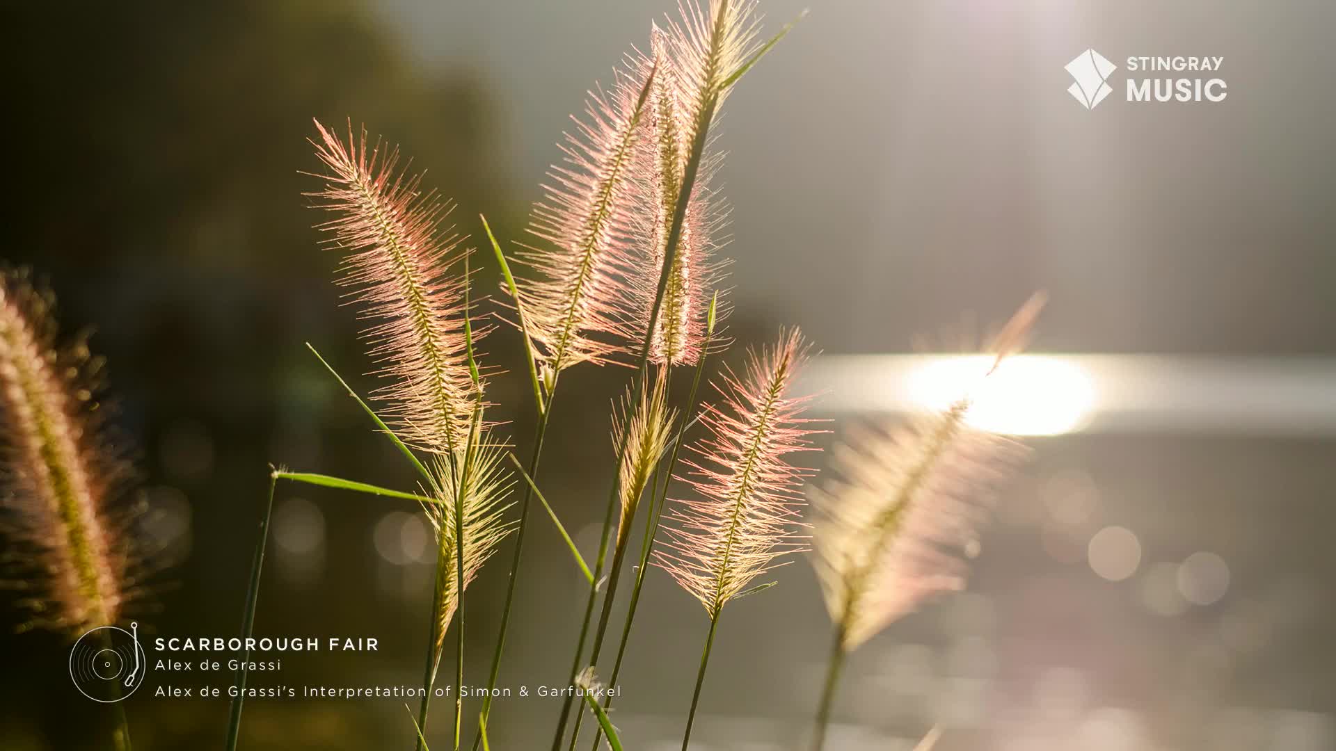 Sunlight catches the feathery tops of the grasses, turning them a soft pink. The scene feels serene, like the easy listening music I'd expect to hear on Stingray in Canada.
