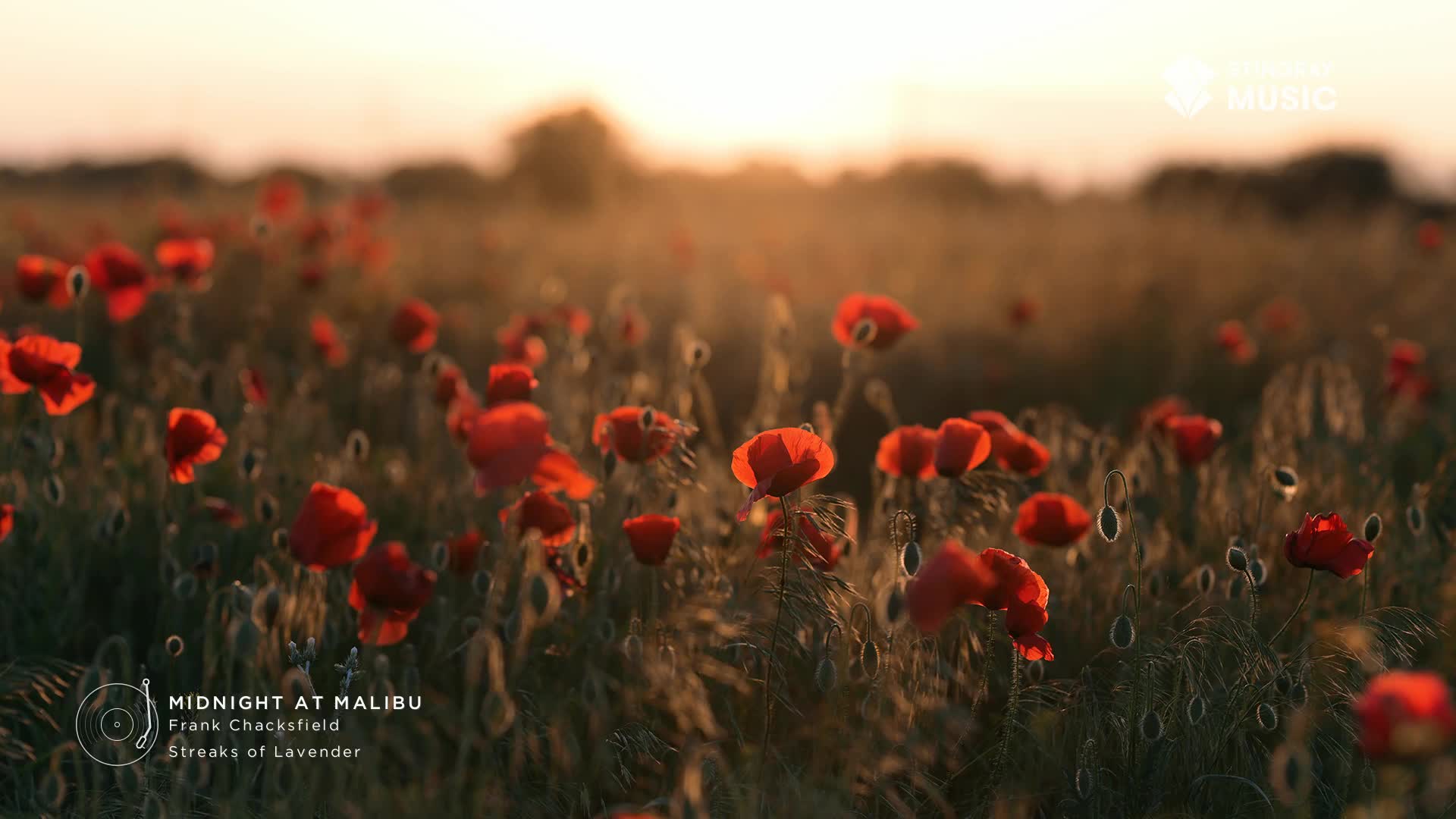 Red poppies sway gently in a field, bathed in the warm light of the setting sun, a scene that could easily accompany the mellow tunes of Stingray Easy Listening, perhaps even a Frank Chacksfield track from Canada. The light catches the petals, making them glow like embers.
