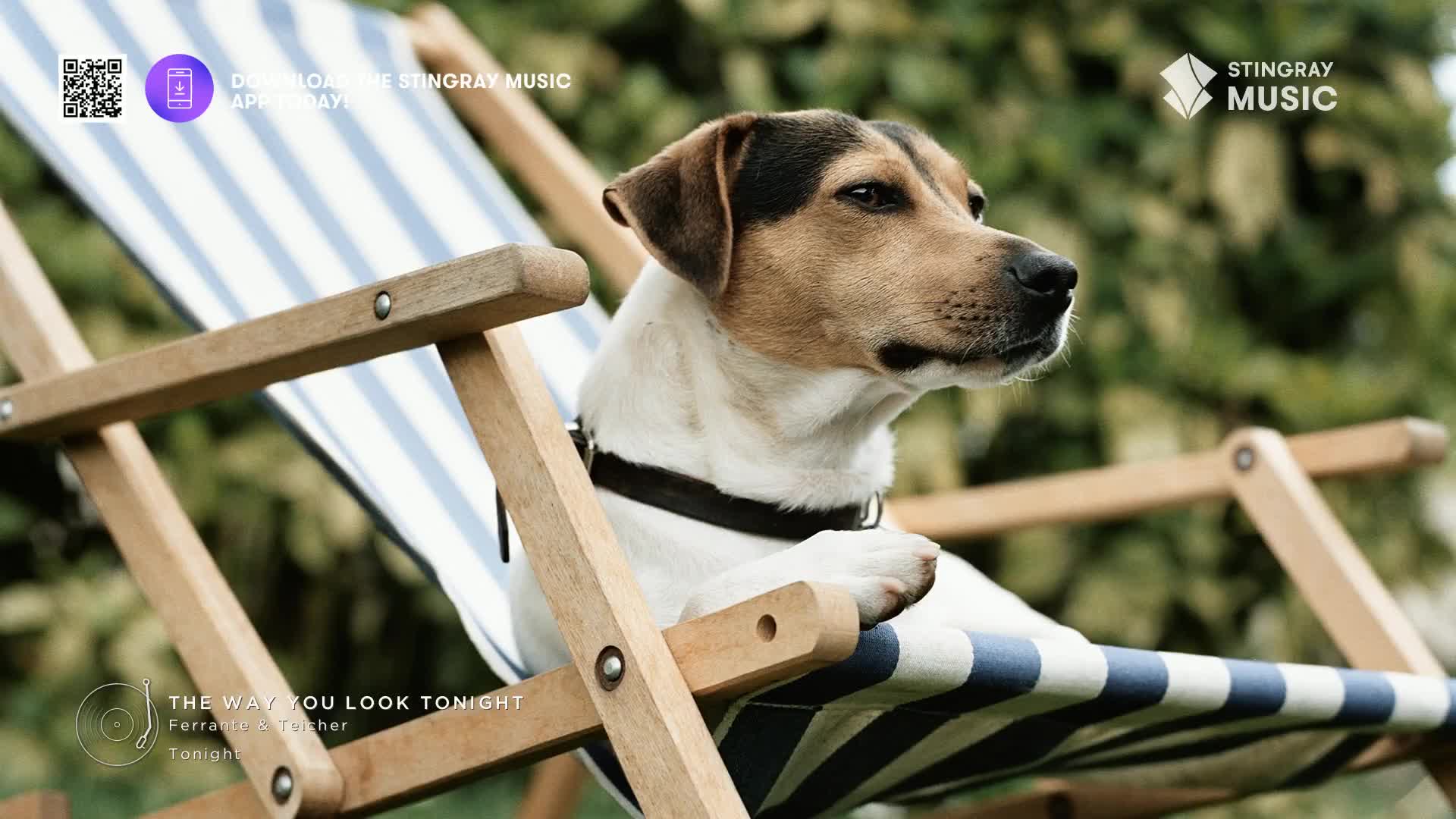 A dog with a brown and white coat lounges in a striped deck chair, seemingly enjoying the sunshine. The scene feels relaxed, like the kind of easy listening you might hear on Stingray Music in Canada.
