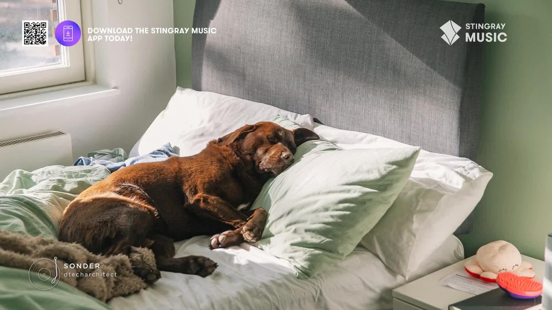 A chocolate lab is curled up asleep on a bed, nestled against a pillow. The sunlight streams in, illuminating the scene, perhaps setting the mood for some Stingray Easy Listening.
