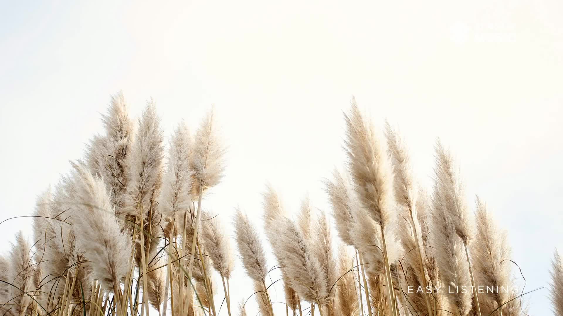 Tall, feathery plumes sway gently against a bright sky, a scene that feels like it could be the backdrop for Stingray Easy Listening in Canada. The sun catches the tops, creating a soft, warm glow.
