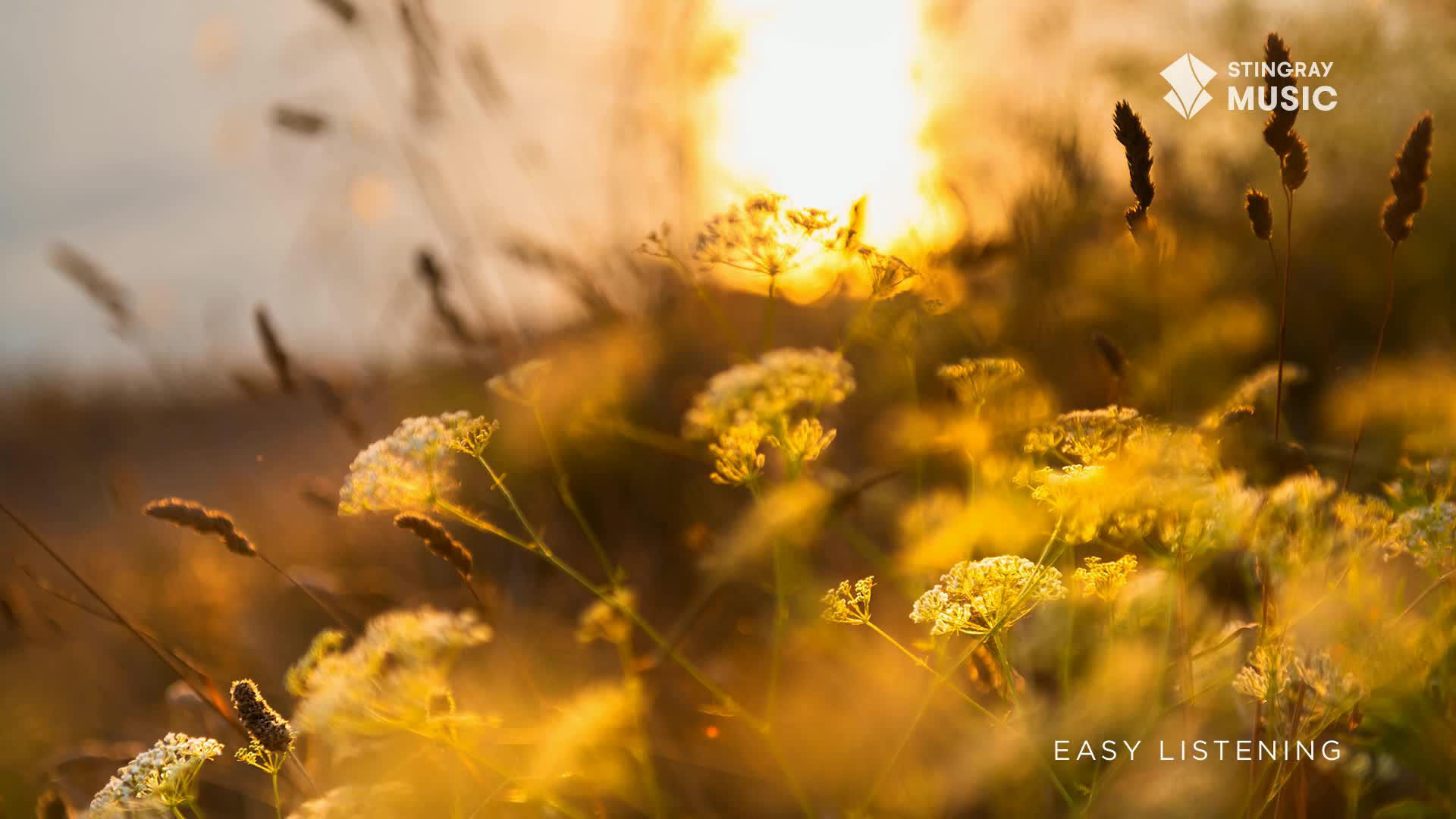 The sun blazes through the tall grass, illuminating the delicate white flowers. It's the kind of scene that makes you think of Canada and Stingray Easy Listening.
