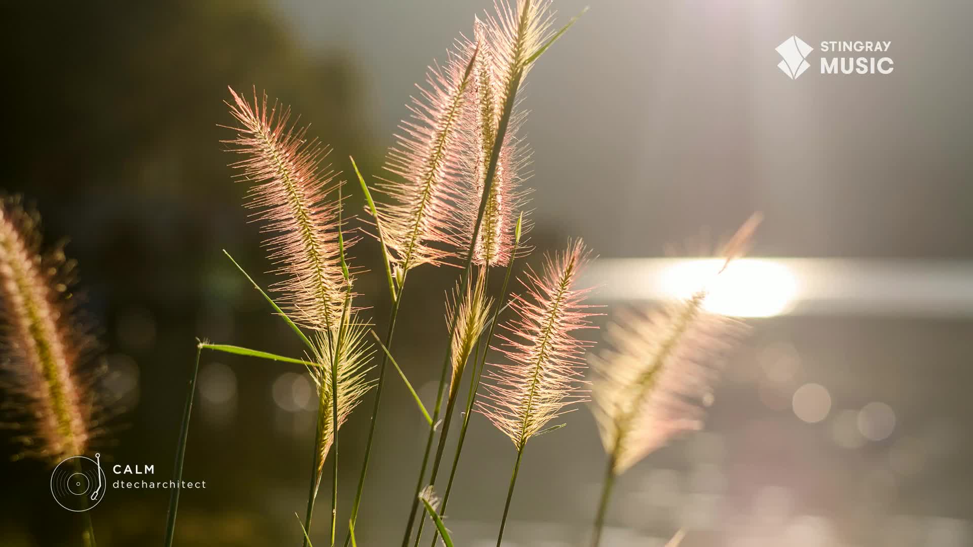 Sunlight catches the feathery seed heads, making them glow with a soft pink hue. Beyond the delicate grasses, the light fades into a hazy, blurred background, like a Stingray Easy Listening track playing softly in the distance, somewhere in Canada.
Sunlight catches the feathery seed heads, making them glow with a soft pink hue. Beyond the delicate grasses, the light fades into a hazy, blurred background, like a Stingray Easy Listening track playing softly in the distance, somewhere in Canada.