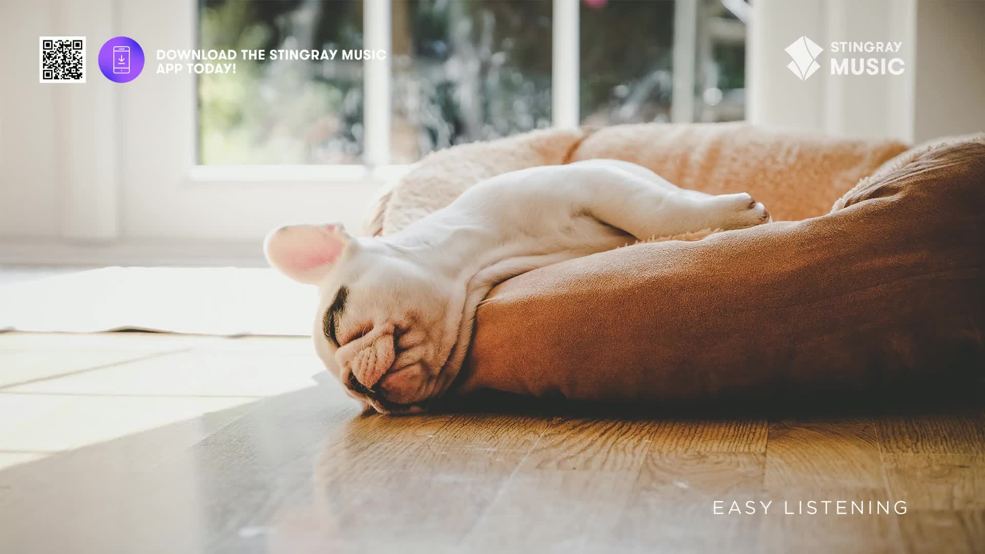 A white French bulldog is fast asleep, curled up on its side in a plush dog bed. Sunlight streams in from a window, casting a warm glow across the wooden floor.