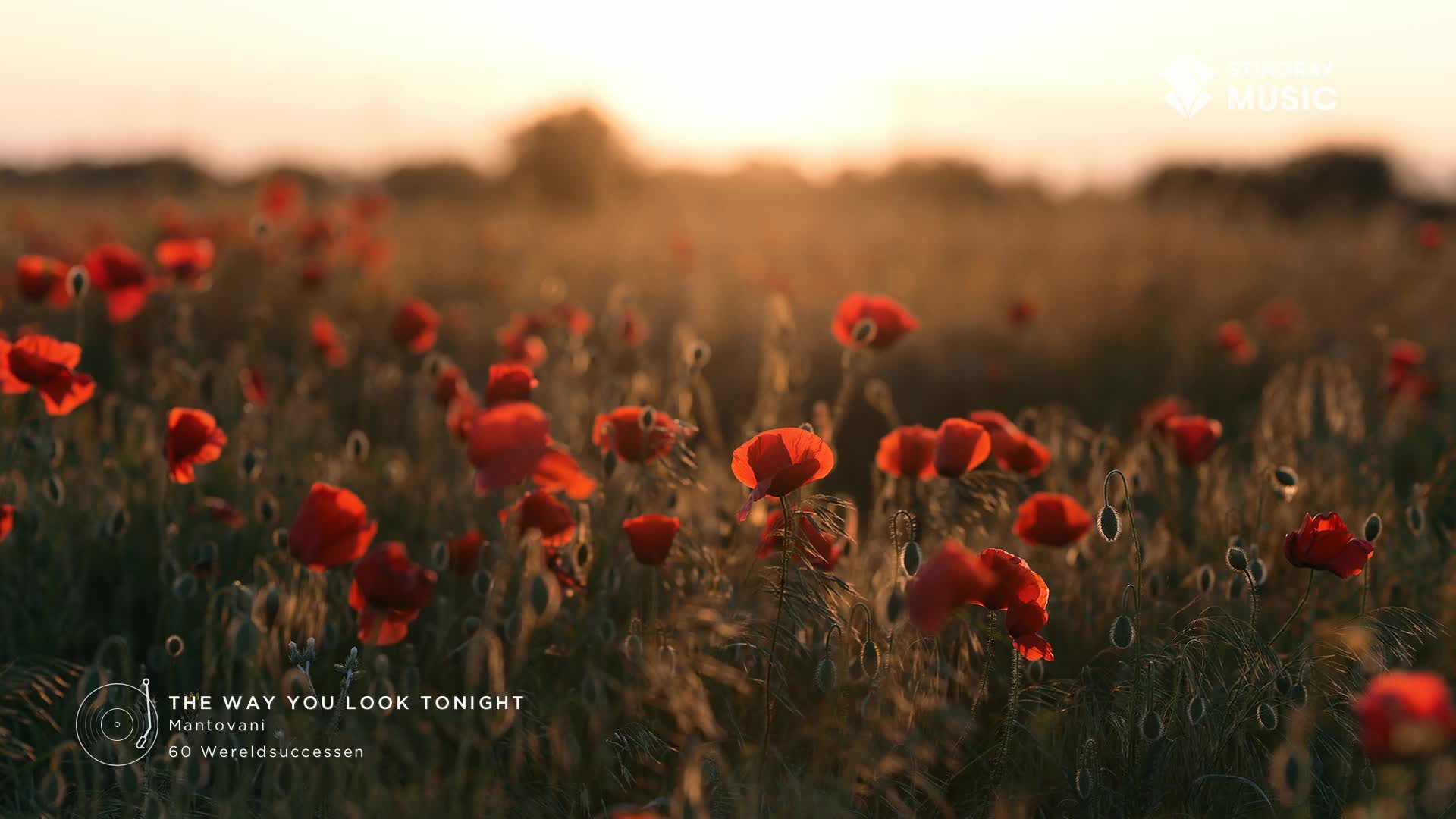 The sun dips low, casting a warm glow over a field of vibrant red poppies. A gentle breeze rustles through the tall grass, making the delicate petals sway.