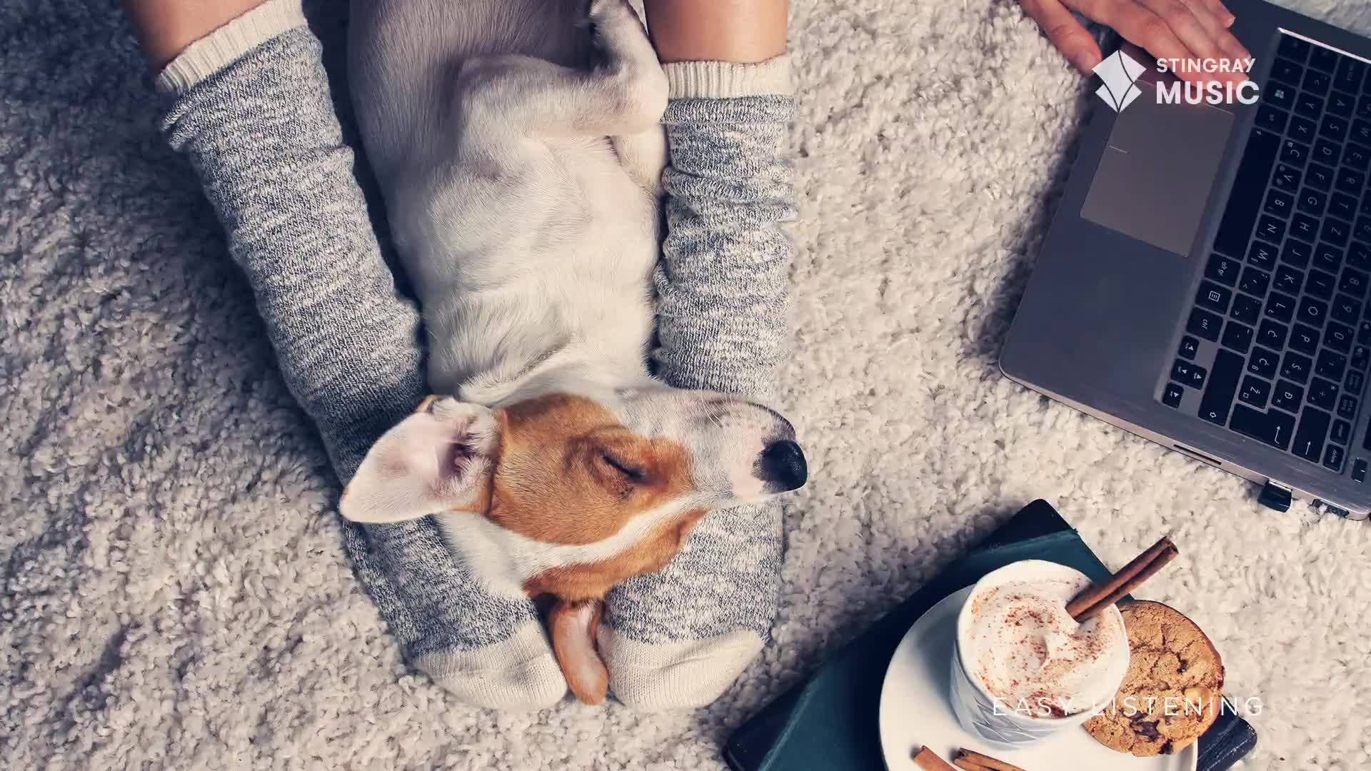 A dog rests comfortably between someone's legs, its eyes closed. A laptop sits nearby, and a mug of hot chocolate with a cinnamon stick rests on a plate with a cookie.