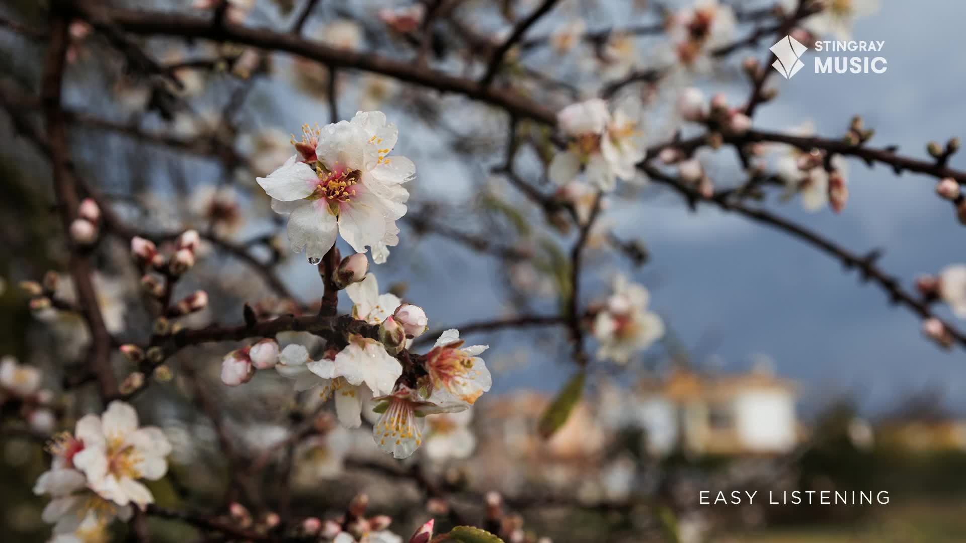 Delicate white blossoms are unfurling on a bare branch against a muted, cloudy sky. A distant building, softened by the distance, sits nestled amongst trees.