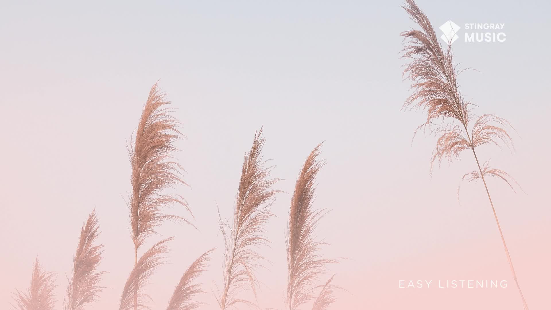 Tall, feathery grasses sway gently against a soft, pastel sky. The gentle breeze rustles through the plumes, creating a peaceful, calming atmosphere.
