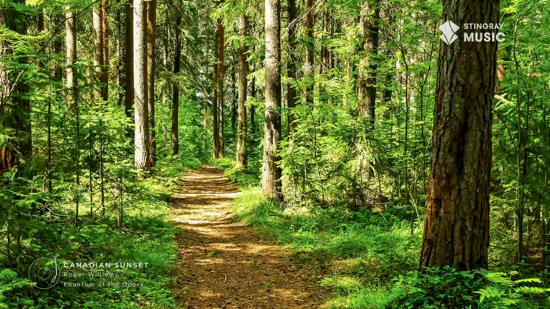 Sunlight dapples a well-worn path winding through a dense Canadian forest. The air feels still, carrying the quiet hum of nature, a perfect backdrop for Stingray Easy Listening.