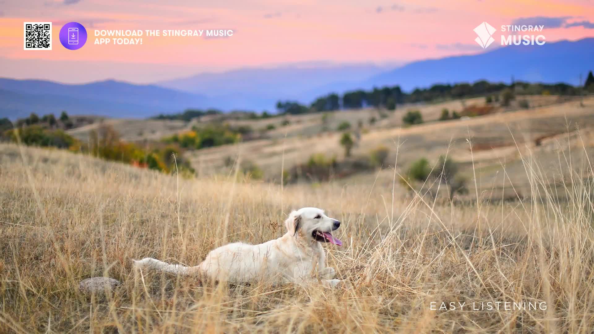 A golden retriever rests in dry grass under a soft, pink sky. The rolling hills in the distance are painted with the fading light of dusk.