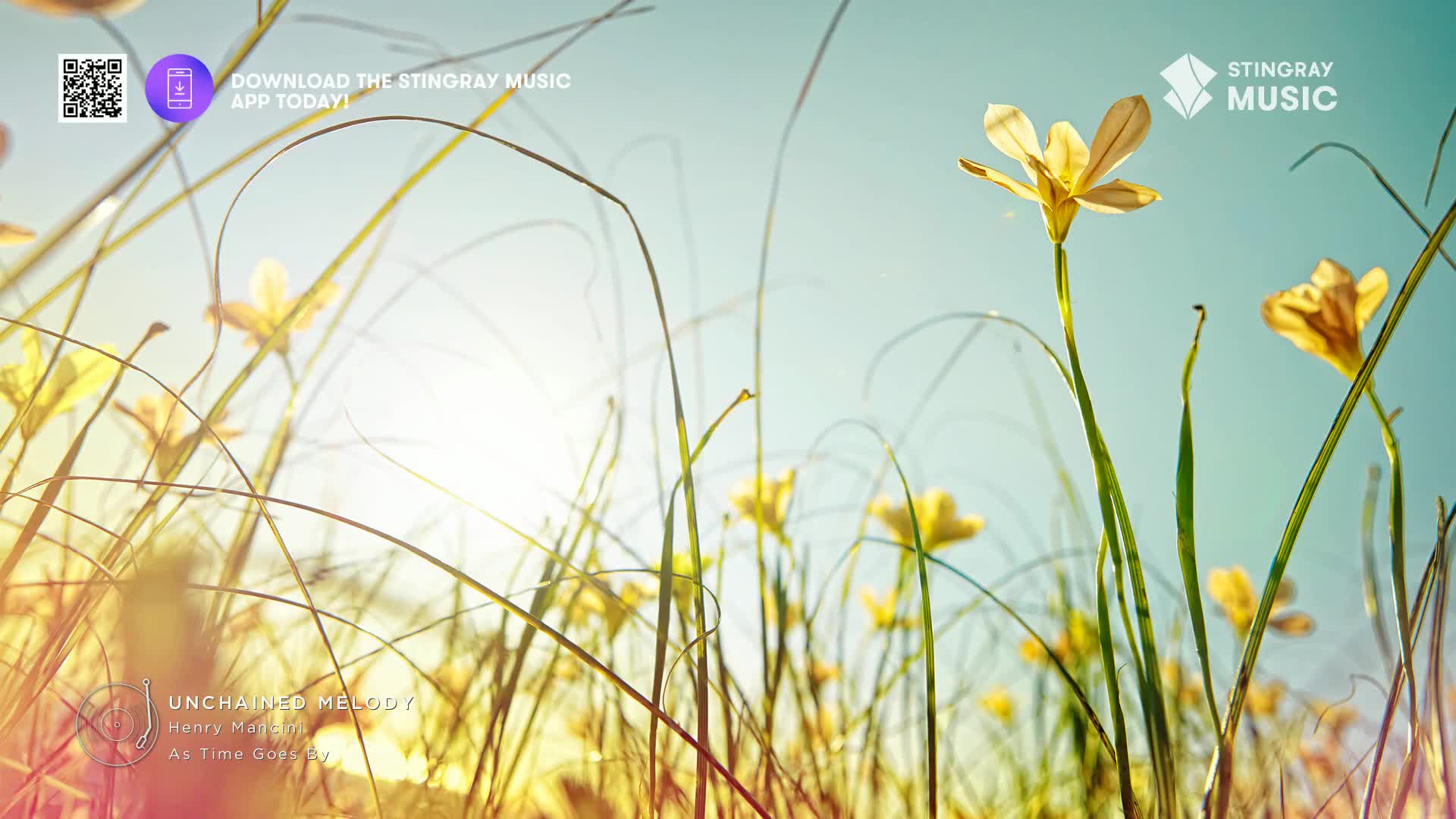 Sunlight streams through tall grass and delicate yellow flowers, a gentle breeze rustling the stems. This peaceful scene evokes the easy listening vibe of Stingray Music.