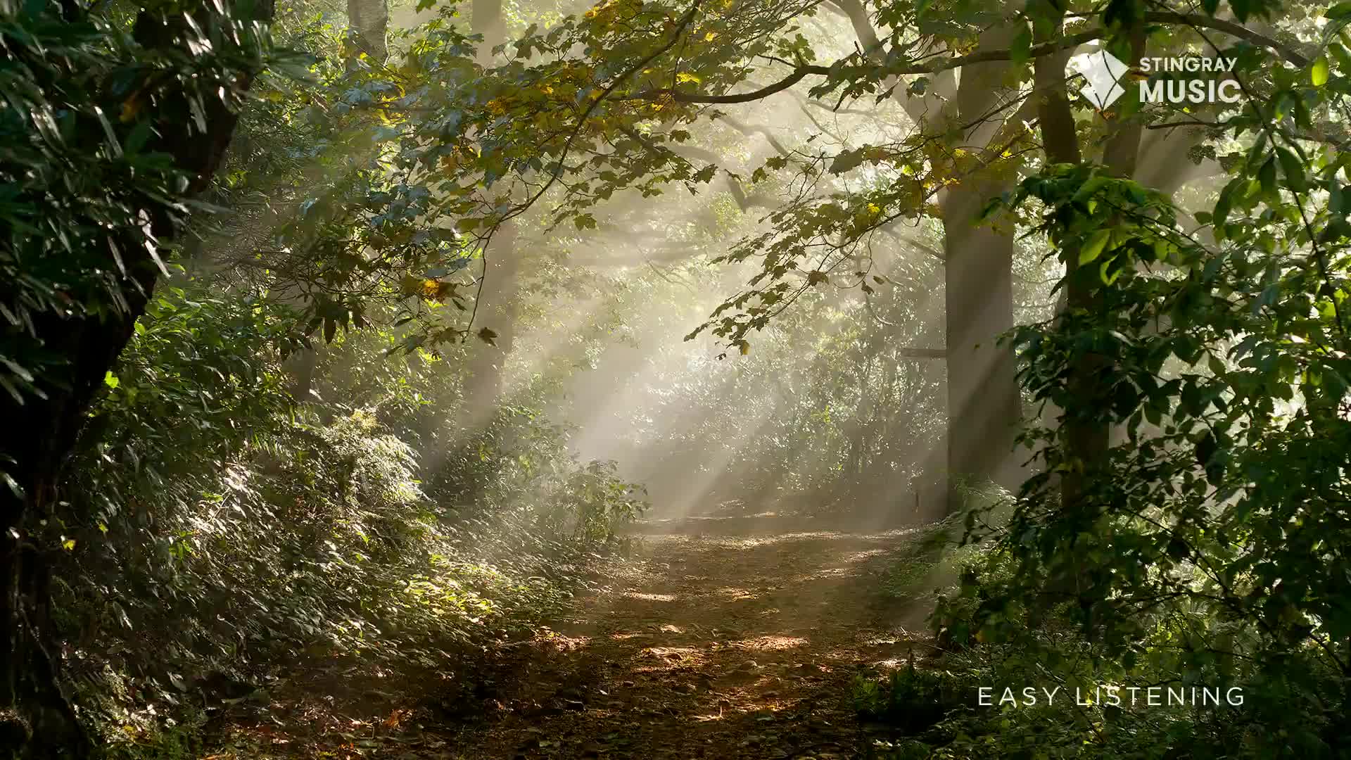 Sunlight streams through the trees onto a forest path in Canada. The air is thick with mist, creating a serene atmosphere perfect for Stingray Easy Listening.