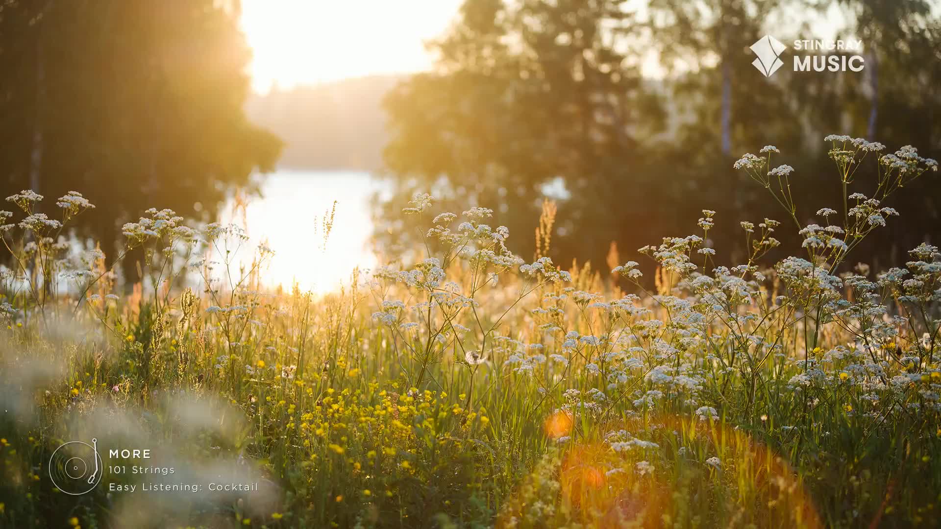 Sunlight streams through the trees, illuminating a field of wildflowers. A gentle breeze rustles the tall grasses and delicate white blooms. Sunlight streams through the trees, illuminating a field of wildflowers. A gentle breeze rustles the tall grasses and delicate white blooms.