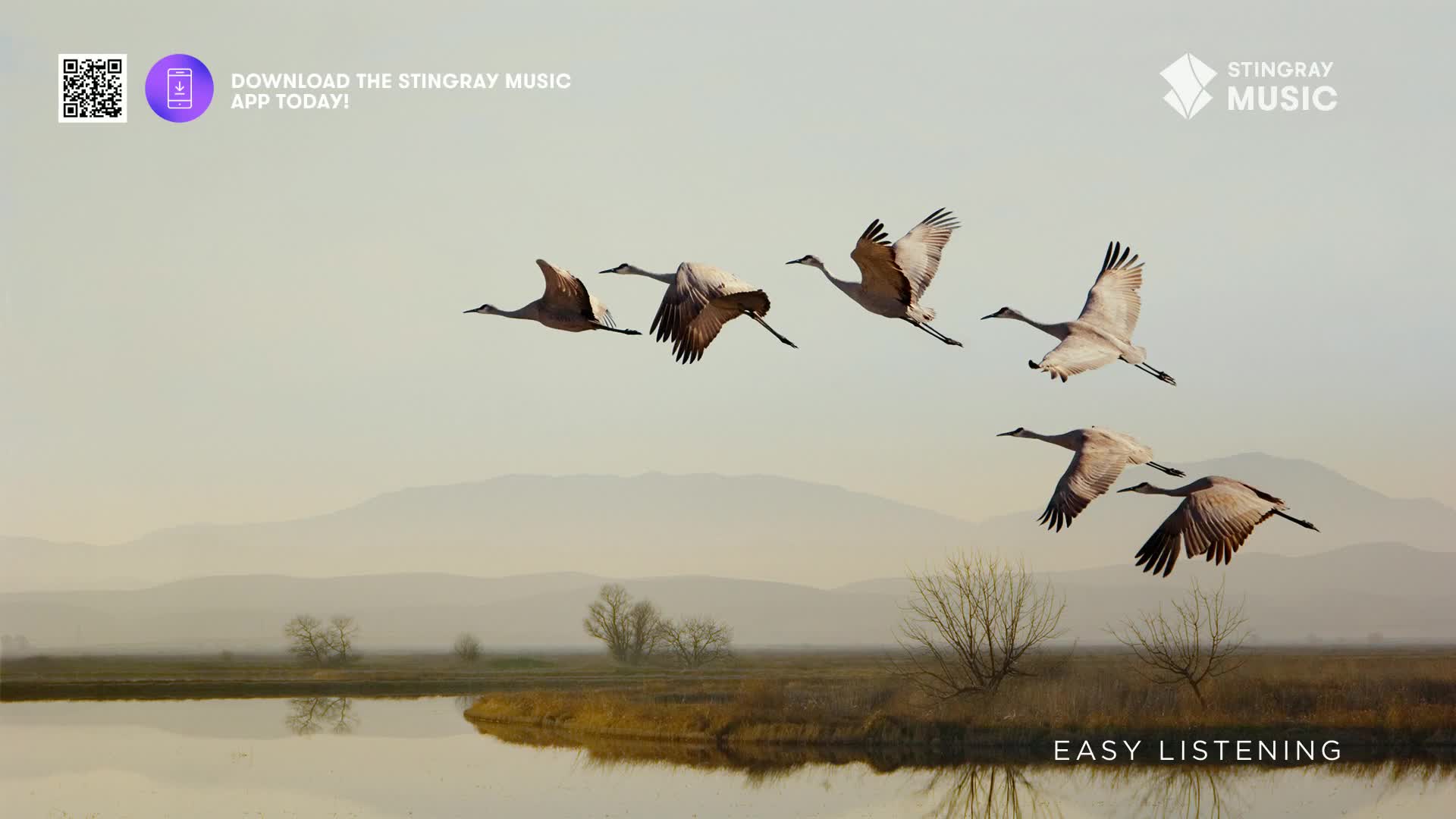 A flock of sandhill cranes glides across the hazy Canadian sky. Their wings are spread wide, catching the soft light as they fly over a tranquil wetland. A flock of sandhill cranes glides across the hazy Canadian sky. Their wings are spread wide, catching the soft light as they fly over a tranquil wetland.