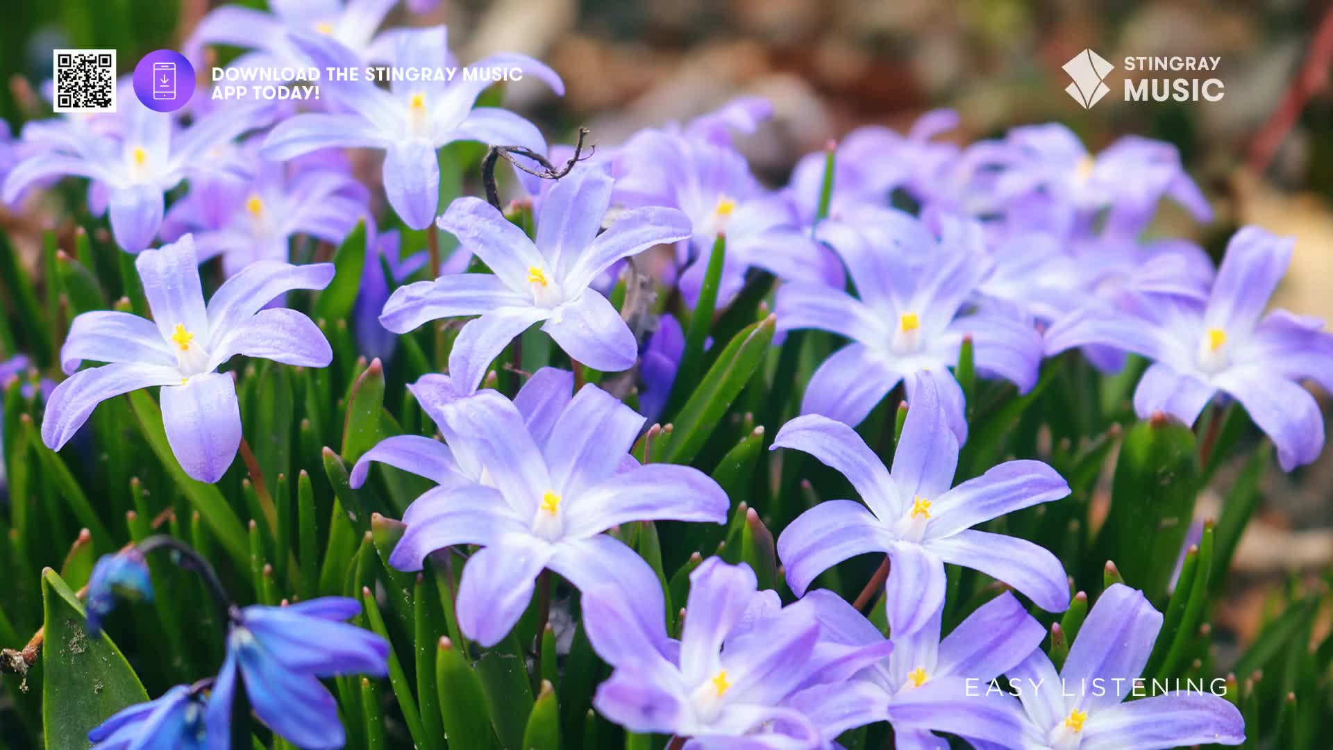 A cluster of delicate, pale blue flowers with yellow centers stands tall against a backdrop of green foliage. This is the kind of scene that makes you think of spring arriving in Canada, a gentle reminder that Stingray Easy Listening is always there.