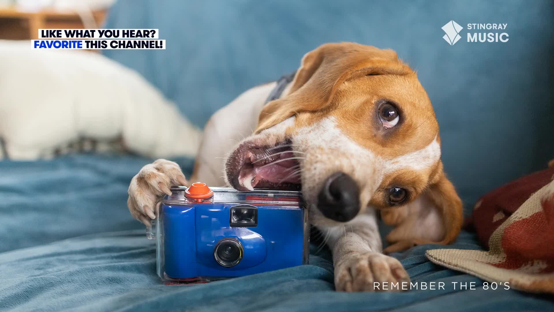 A beagle puppy is gnawing on a blue and orange camera, its ears flopped down. The dog's eyes are wide, and it's looking directly at me.
