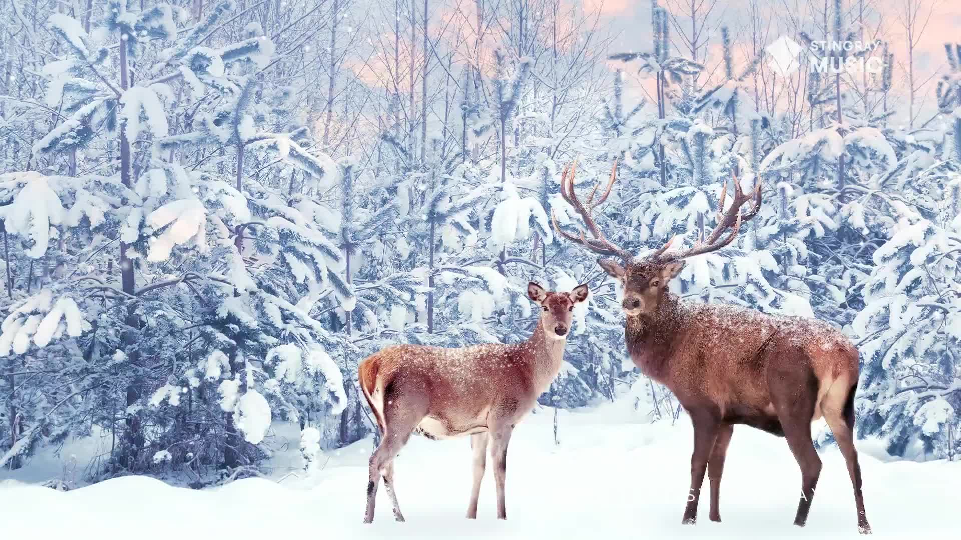 Two deer stand in a snow-covered forest, the male with impressive antlers, both looking directly at me. The scene feels like a holiday card, the Stingray Holiday Hits logo fitting perfectly with the Canadian winter landscape.
