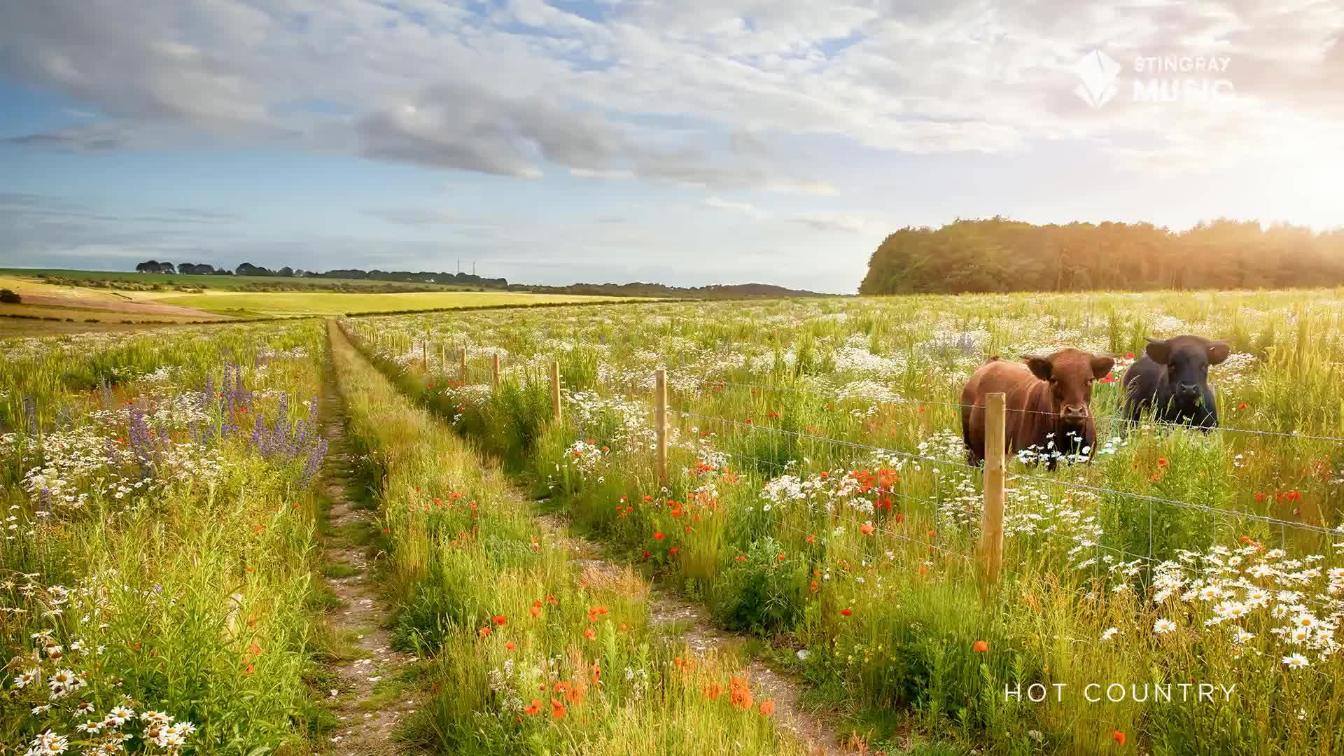 A dirt path cuts through a wildflower meadow, leading toward the horizon. Two cows, one brown and one black, stand just beyond a fence, seemingly watching the scene.

