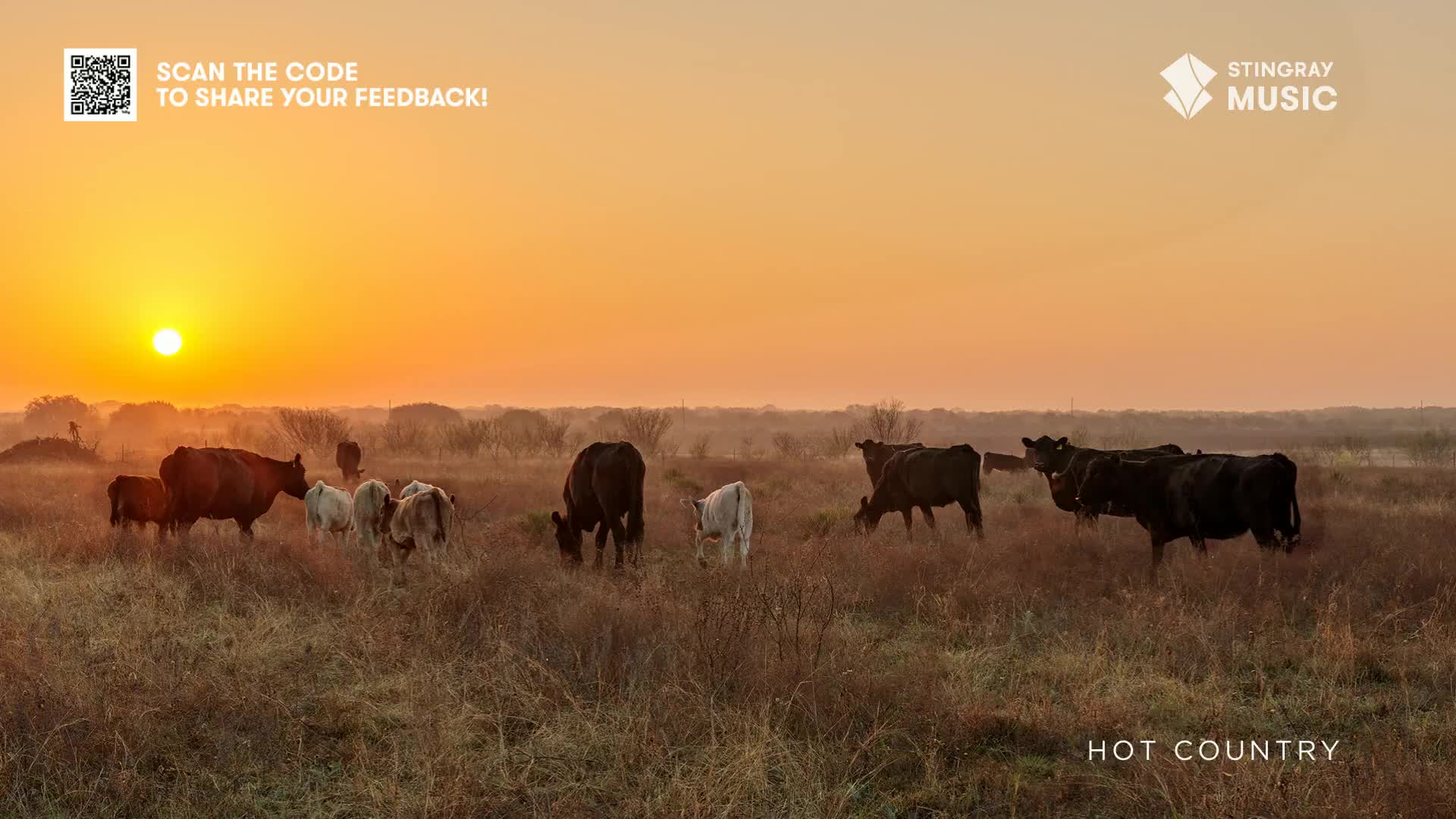 A herd of cattle grazes quietly in a field, silhouetted against a brilliant, hazy sunset. The sky is a wash of orange and yellow, casting a warm glow over the Canadian landscape.
