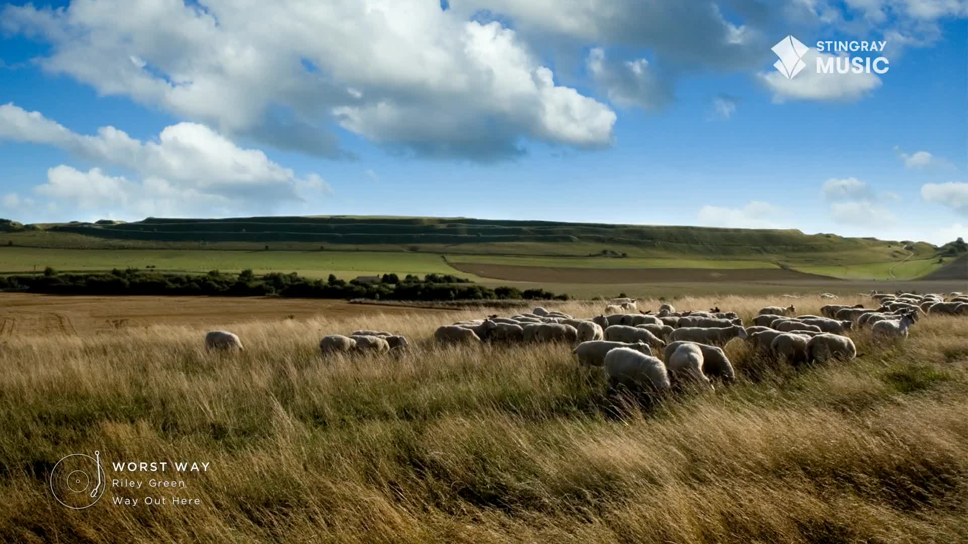 A flock of sheep grazes in a field of tall, dry grass under a bright blue sky. The scene feels peaceful, like something you'd see on Stingray Hot Country in Canada.
