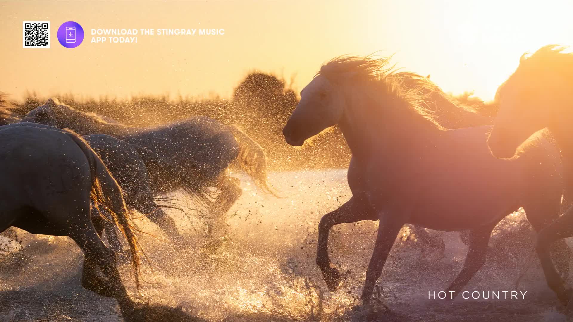 White horses, lit by the setting sun, charge through the water, kicking up sprays of droplets. Their manes and tails stream behind them as they gallop, a powerful scene.
