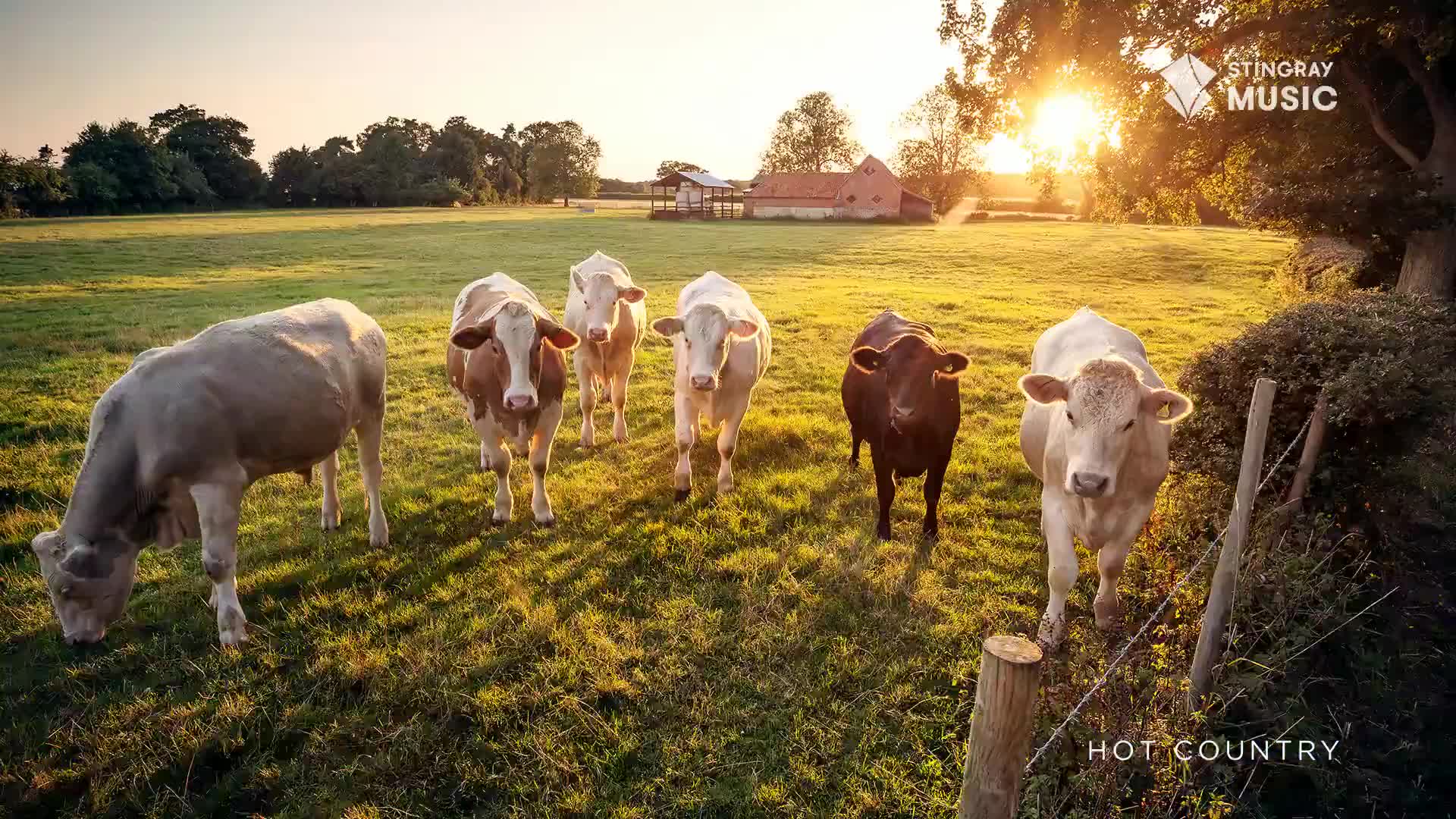 A small herd of cows stands in a field, bathed in the warm light of the setting sun. One grazes, while the others stare directly at me, as if curious.
A small herd of cows stands in a field, bathed in the warm light of the setting sun. One grazes, while the others stare directly at me, as if curious.