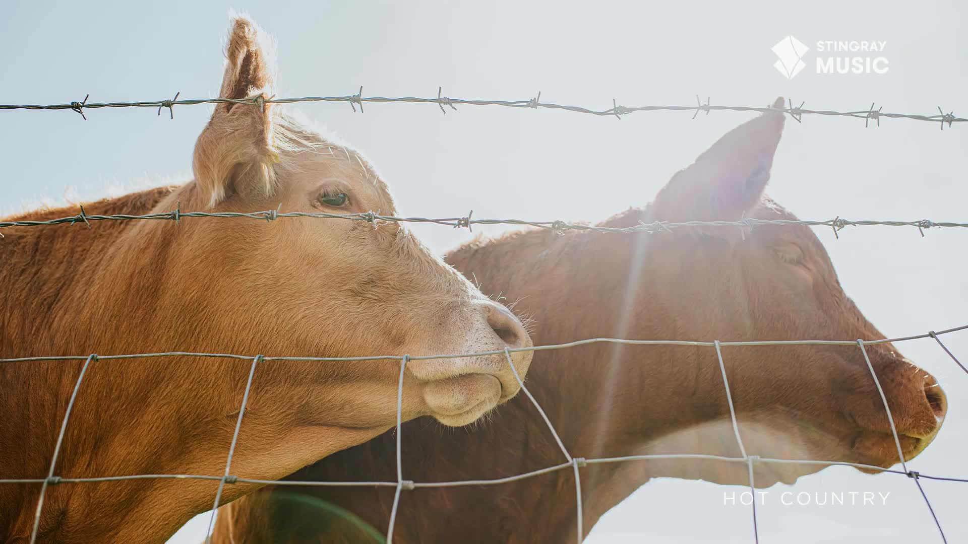Two light-brown cows peer through a wire fence, their ears perked up. The sun shines brightly, creating a halo effect around the barbed wire.
Two light-brown cows peer through a wire fence, their ears perked up. The sun shines brightly, creating a halo effect around the barbed wire.