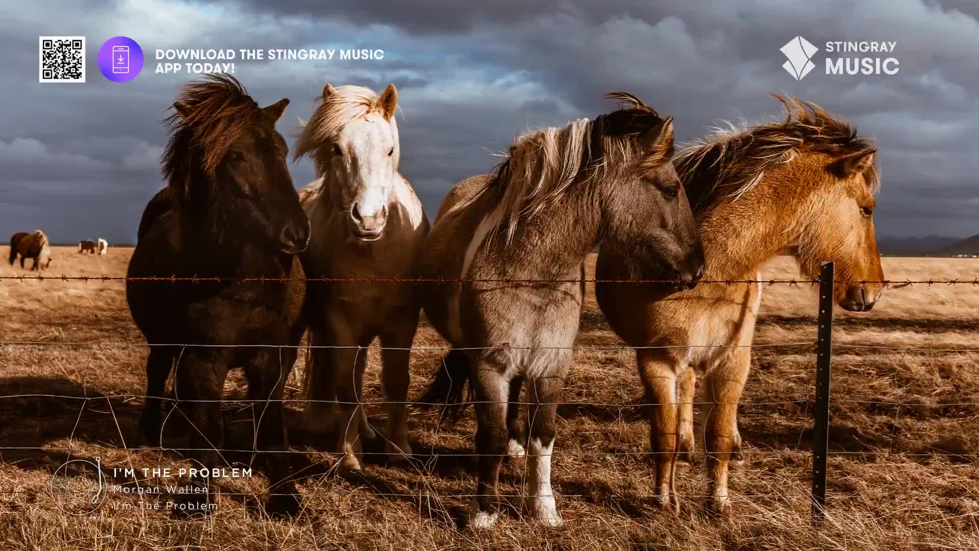 Four horses stand behind a barbed-wire fence in a dry, grassy field under a cloudy sky. The dark horse on the left nudges its head towards the pale horse beside it.