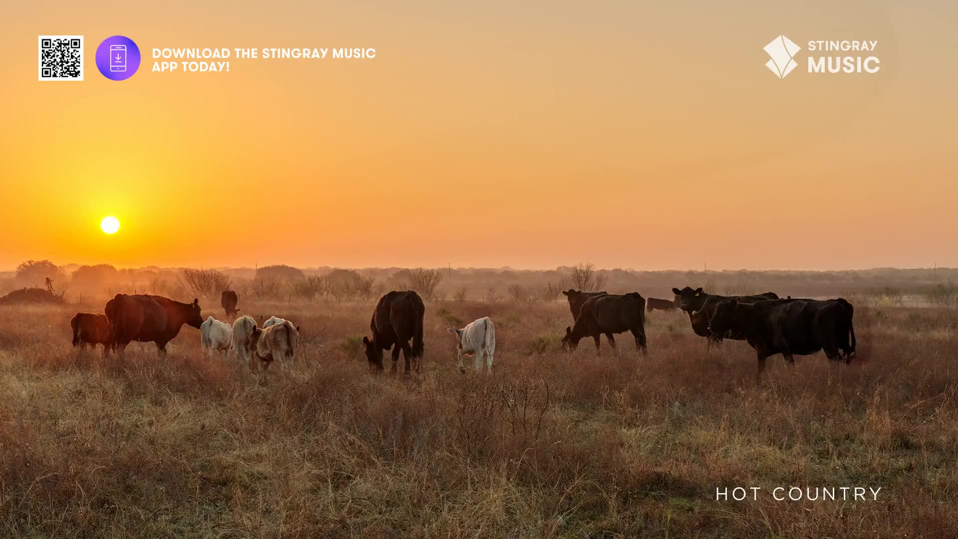 Cows graze in a field as the sun sets, casting a warm glow over the Canadian prairie. The air is still, and the only sound is the gentle rustle of grass.