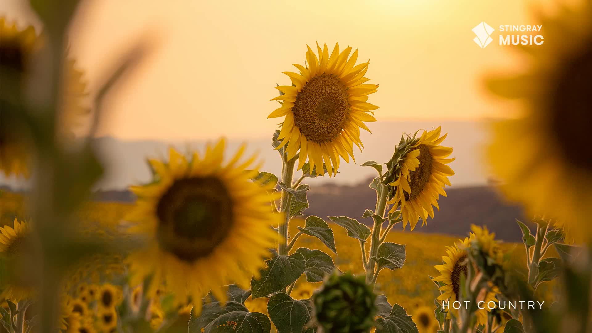 The sun dips low over a vast field of sunflowers, their bright yellow faces turned towards the fading light. It feels like a perfect summer evening in the Canadian countryside, the kind that makes you want to crank up some Stingray Hot Country.