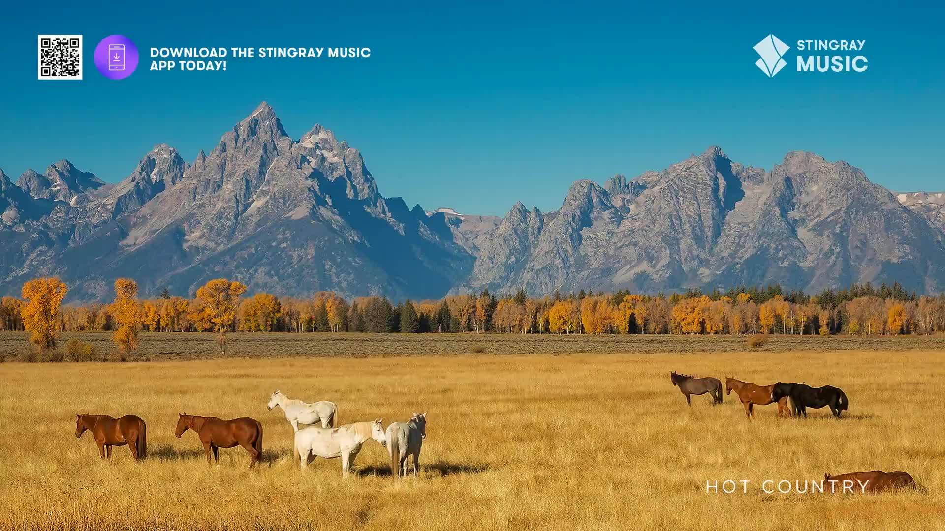 A herd of horses grazes in a golden field, their coats a mix of brown and white. Behind them, a range of rugged, snow-dusted mountains pierces a brilliant blue sky.