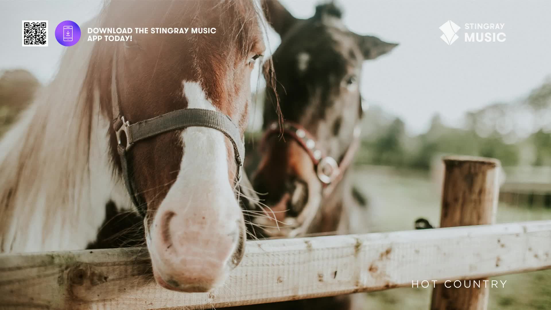 Two horses stand behind a wooden fence in a field. The one in front, a pinto, turns its head to look out, its mane a light tan.