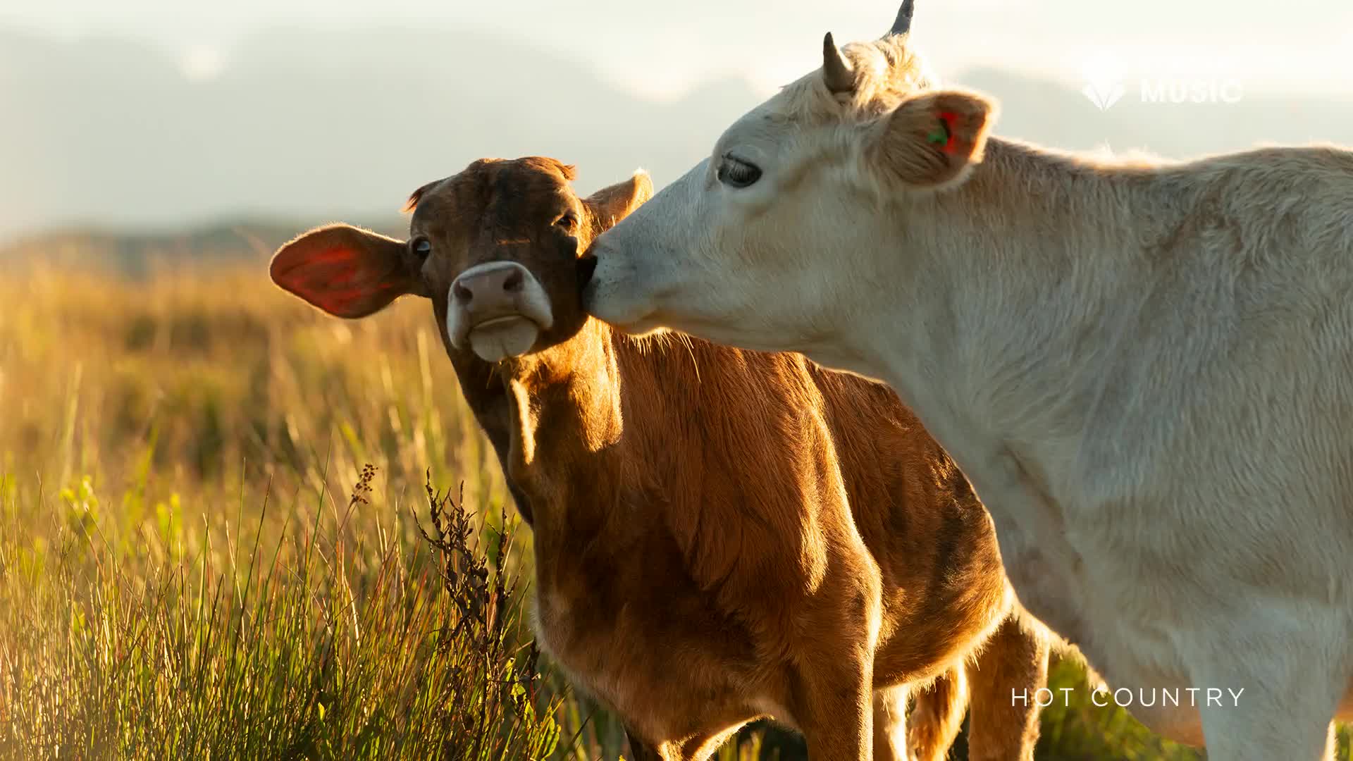 A large white cow nuzzles the head of a smaller brown calf in a golden field. The sun casts a warm glow on the pair as they stand amongst tall grasses.