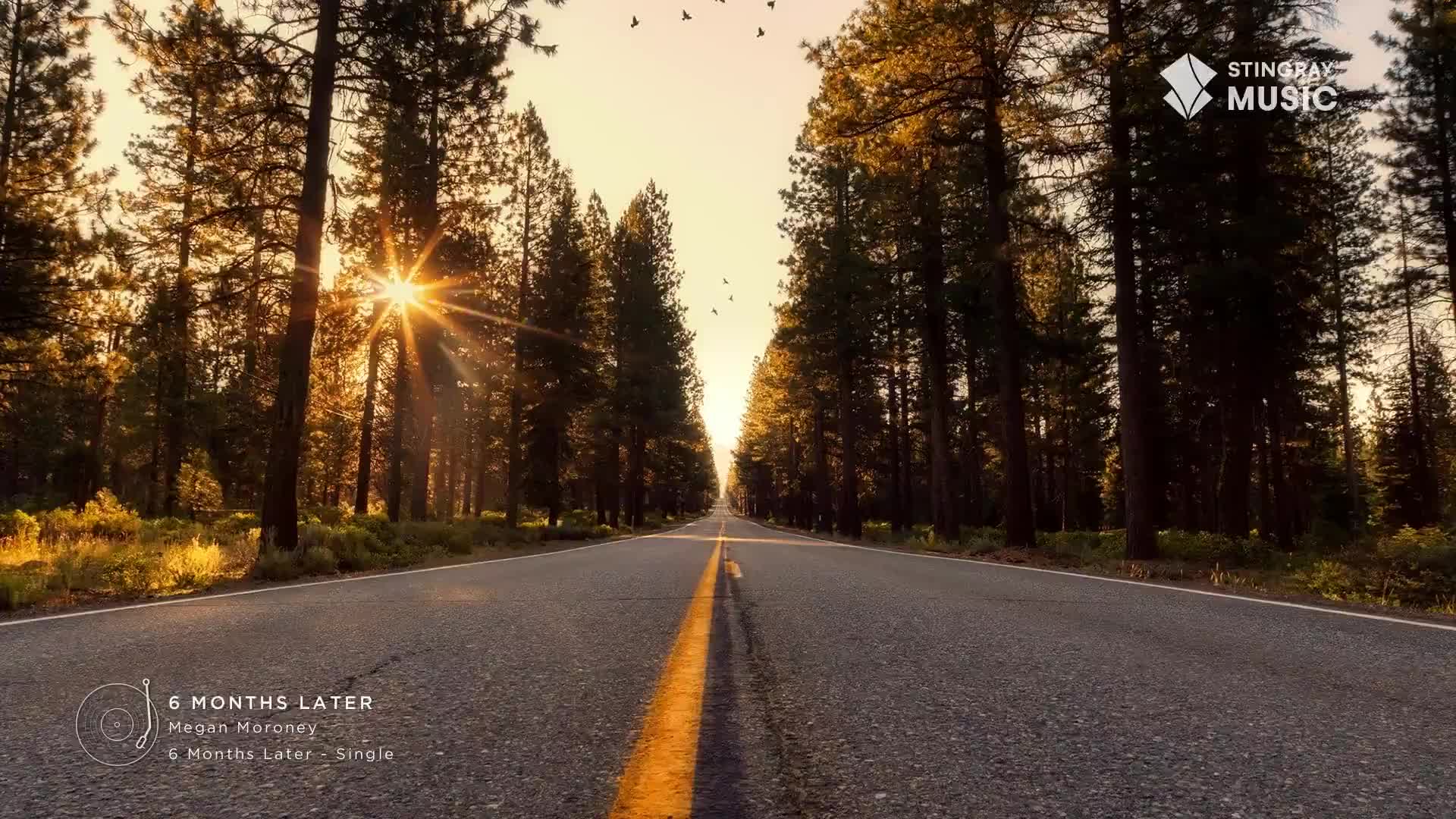 The sun's rays pierce through the tall pines lining this Canadian highway, illuminating the asphalt ahead. A flock of birds takes flight against the warm, hazy sky.