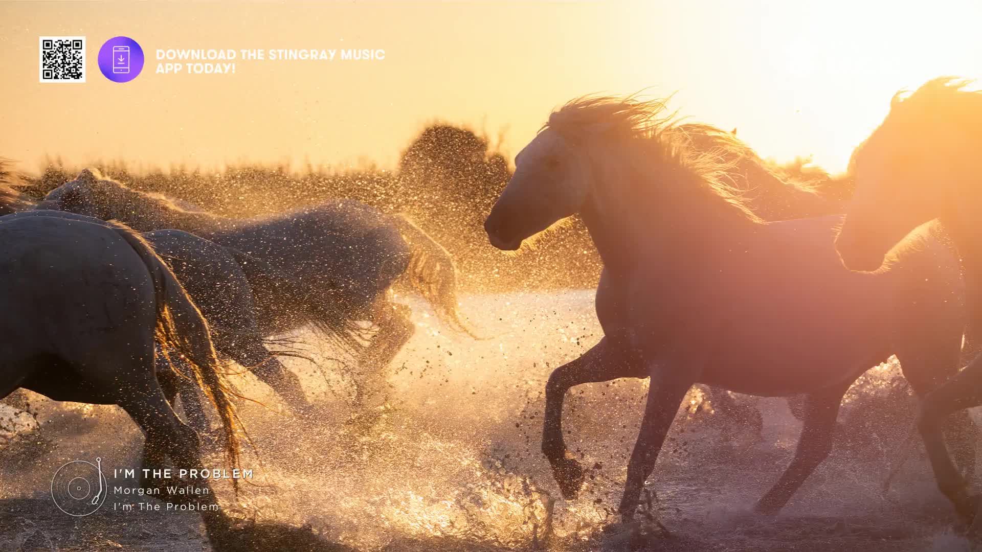 A herd of white horses charges through shallow water, kicking up a spray of golden droplets. Their manes fly in the warm, late afternoon sun.