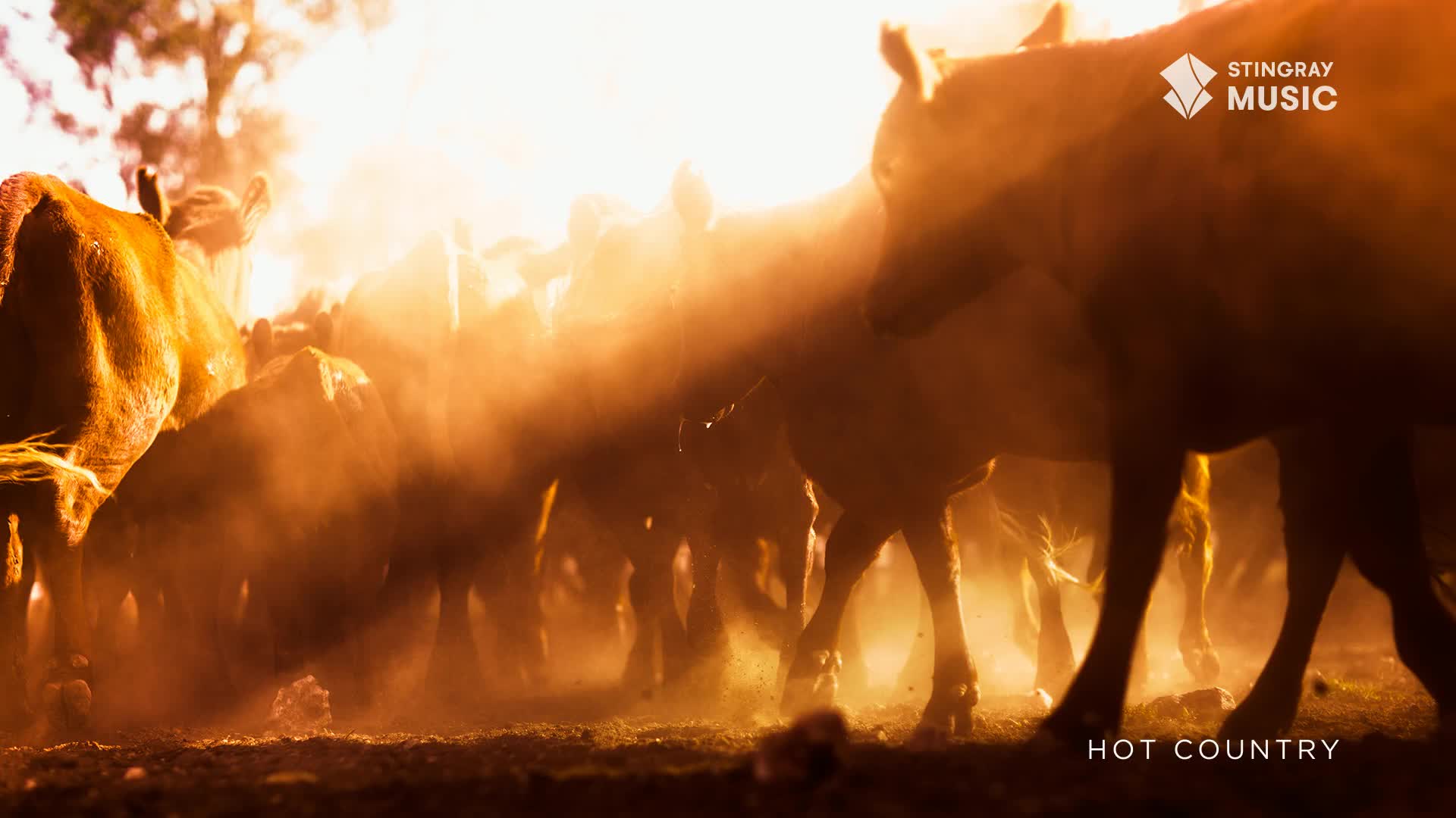 A herd of cattle moves through a cloud of dust, their bodies illuminated by the low sun. The sound of hooves and low mooing fills the air, a familiar rhythm of the Canadian prairie.
