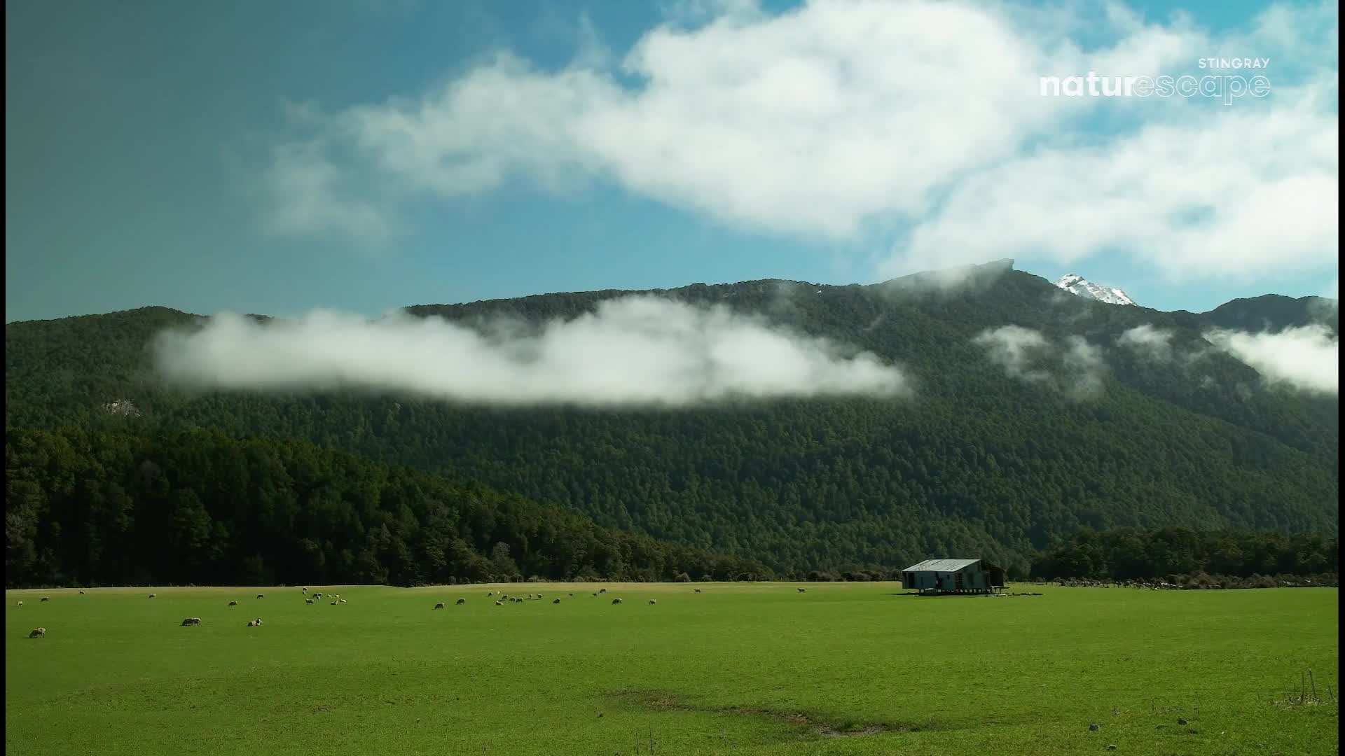 Across the vibrant green meadow, a small, weathered building sits nestled. Above, a thick band of clouds clings to the forested mountain, partially obscuring its peak.
