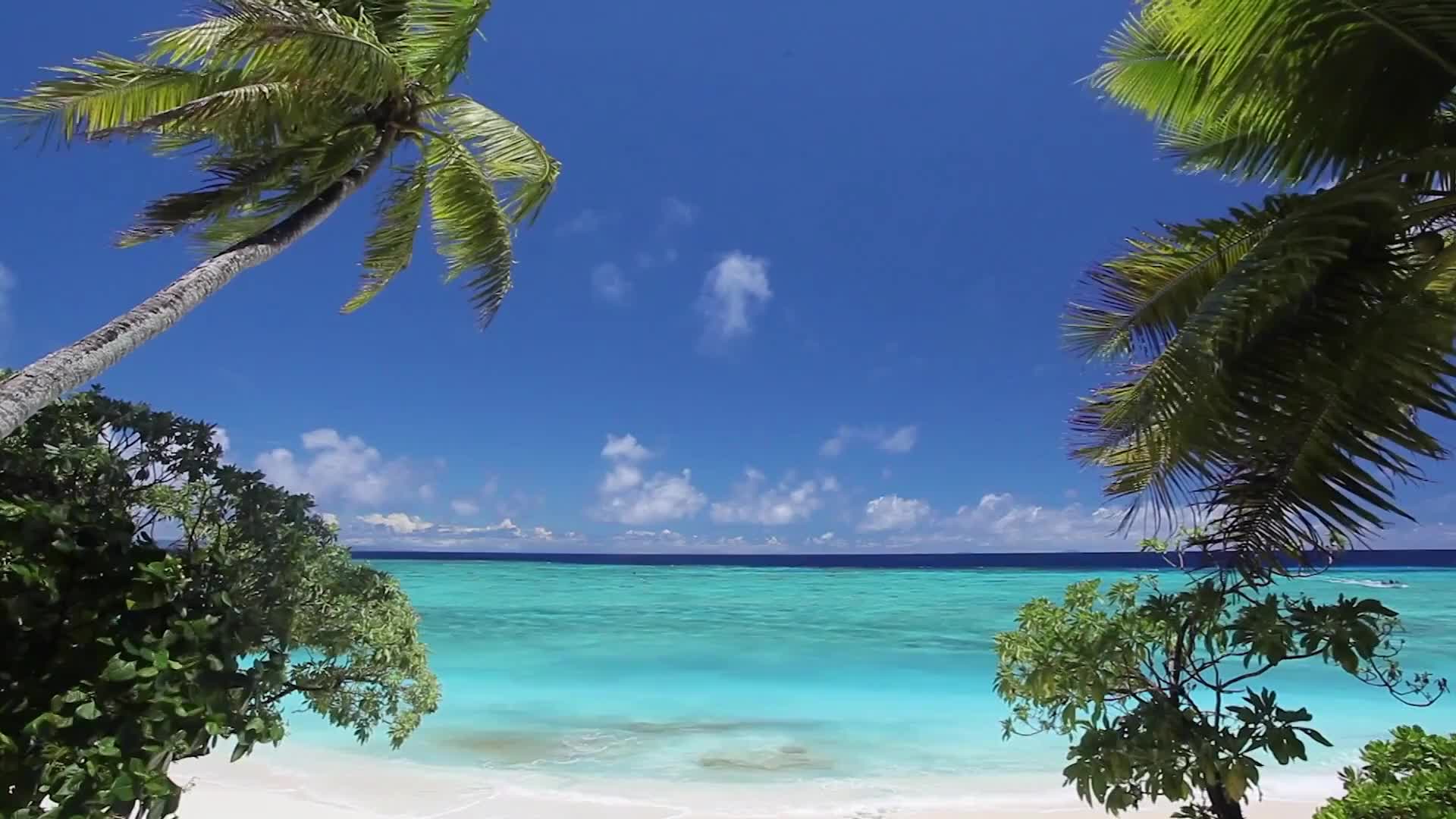 Palm fronds sway gently in the breeze against a vibrant blue sky.  Turquoise water meets a white sand beach, framed by lush green foliage.
