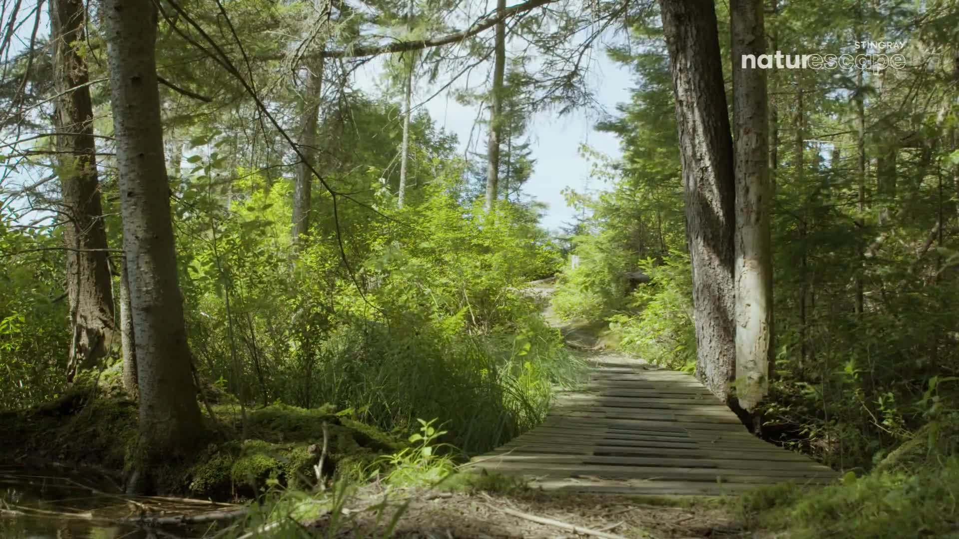 A wooden boardwalk leads into a sun-dappled forest in Canada. Lush green foliage surrounds the path, and a small body of water sits on the left side of the frame.
