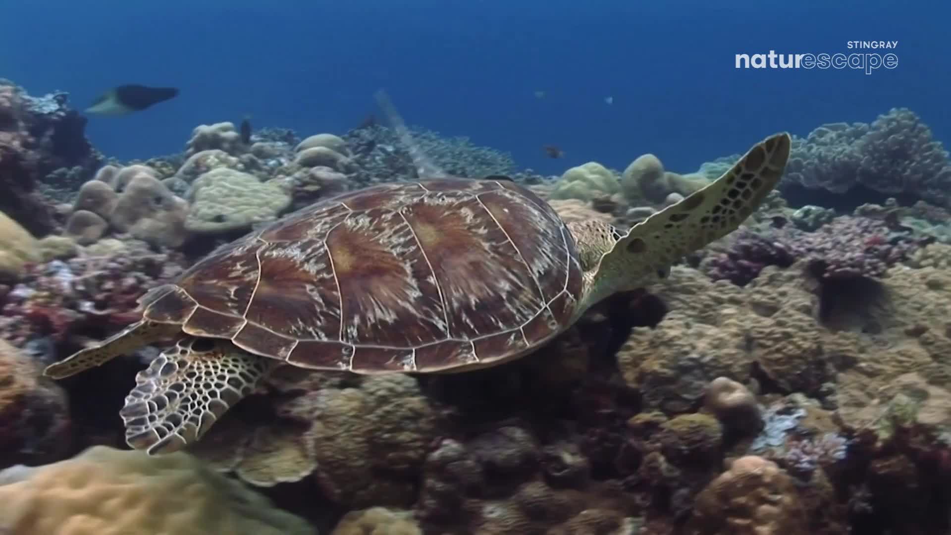 A sea turtle glides through the water, its patterned shell a mosaic of browns and greens. It swims above a coral reef, its flippers propelling it forward with a gentle rhythm.
