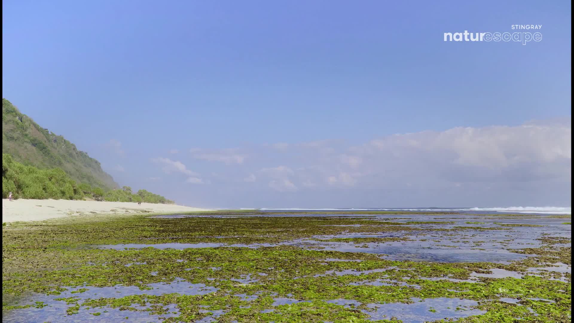 Green algae covers the shallow water in the foreground, while the waves gently roll in the distance. A sandy beach stretches along the coast, backed by a lush, green hillside under a clear, blue sky.
